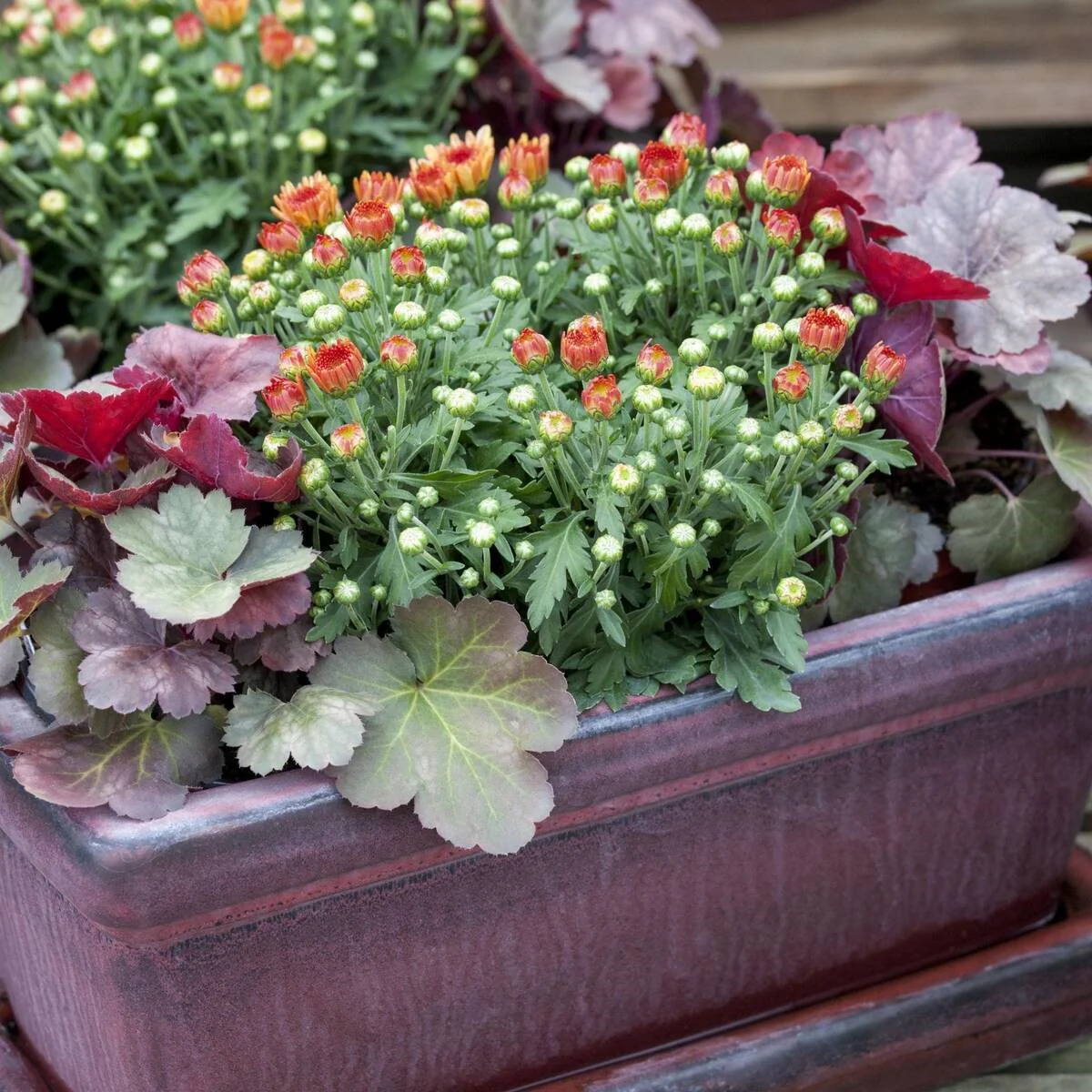 Herbst-Chrysantheme - Image 6