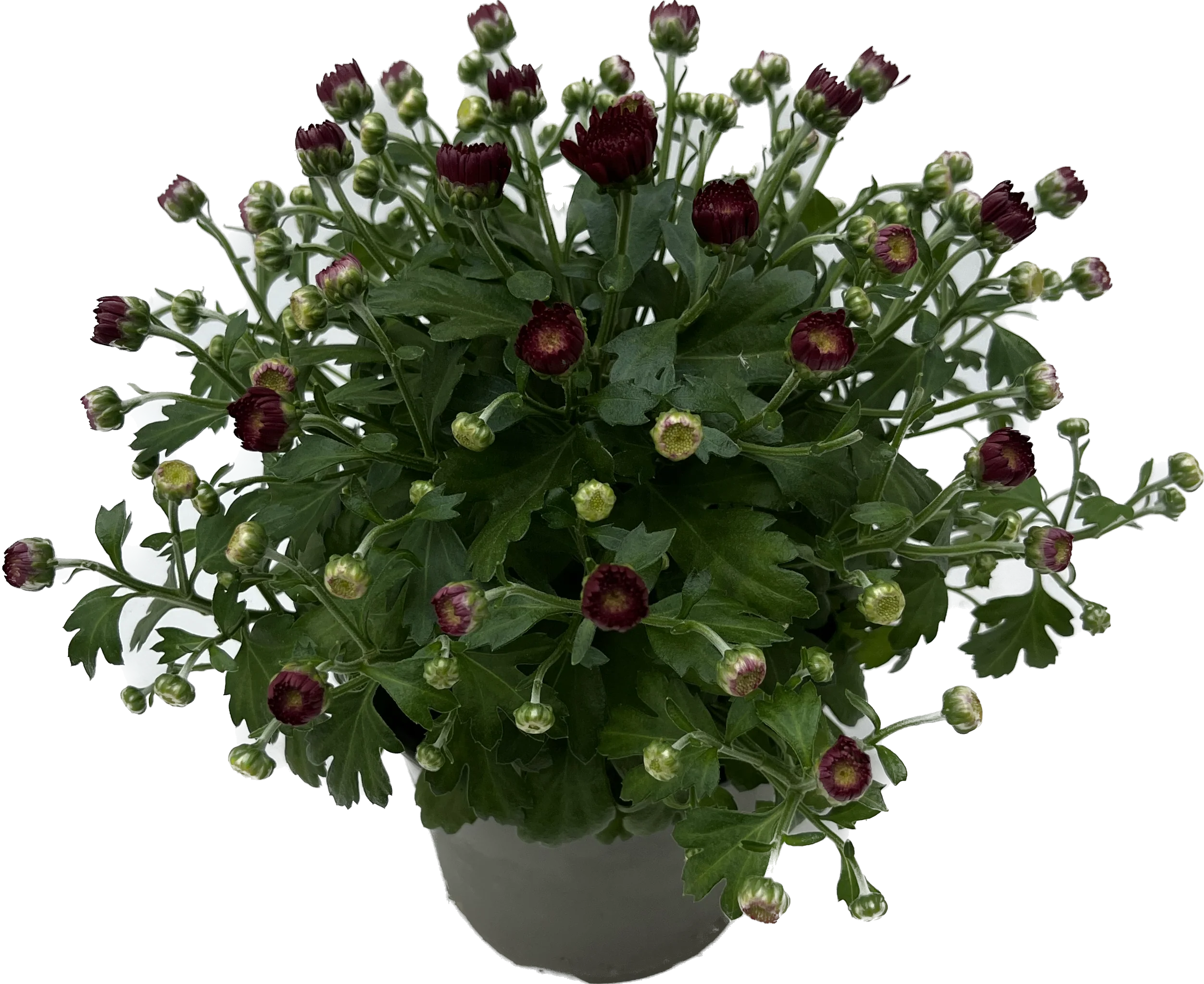 Herbst-Chrysantheme - Image 7