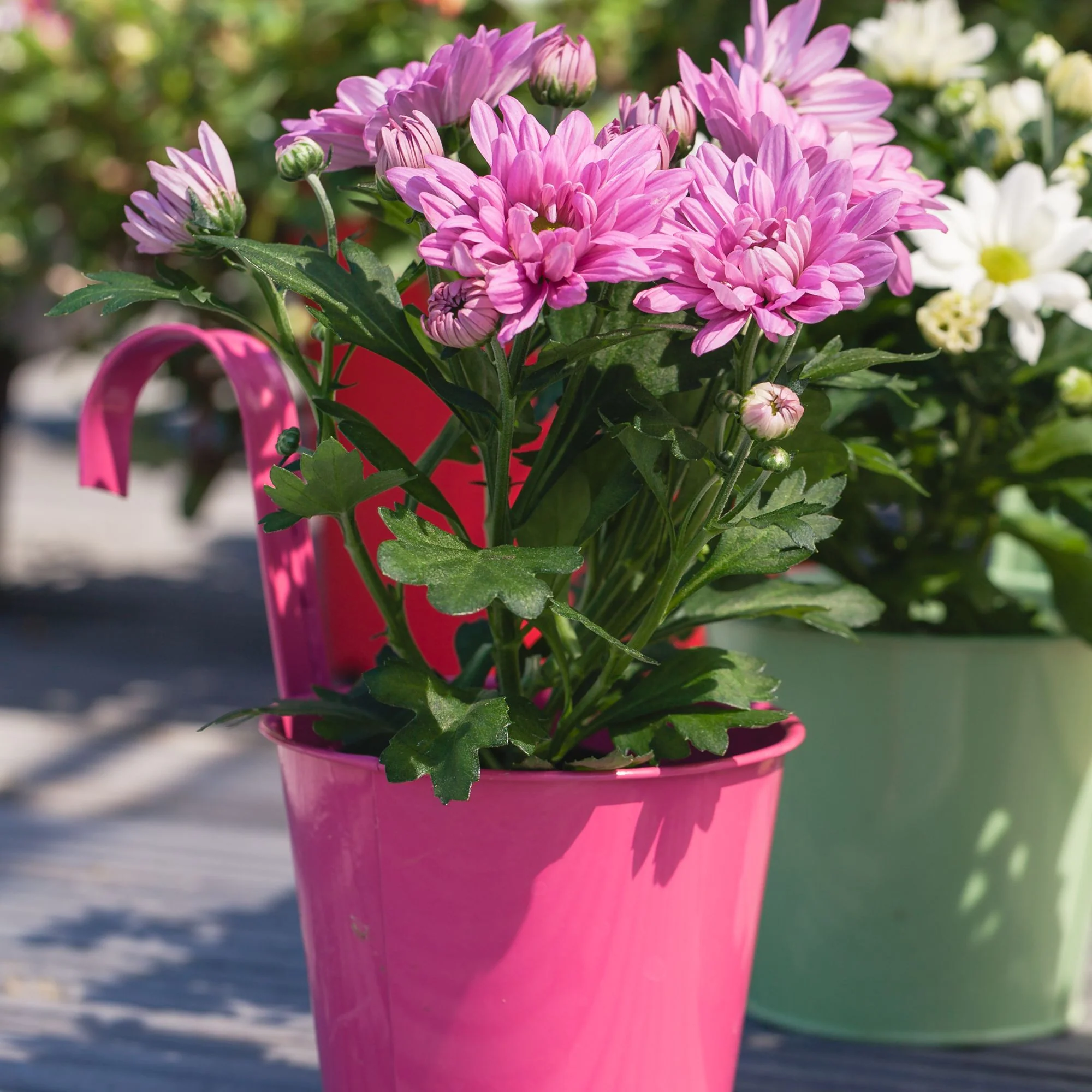 Herbst-Chrysantheme - Image 8