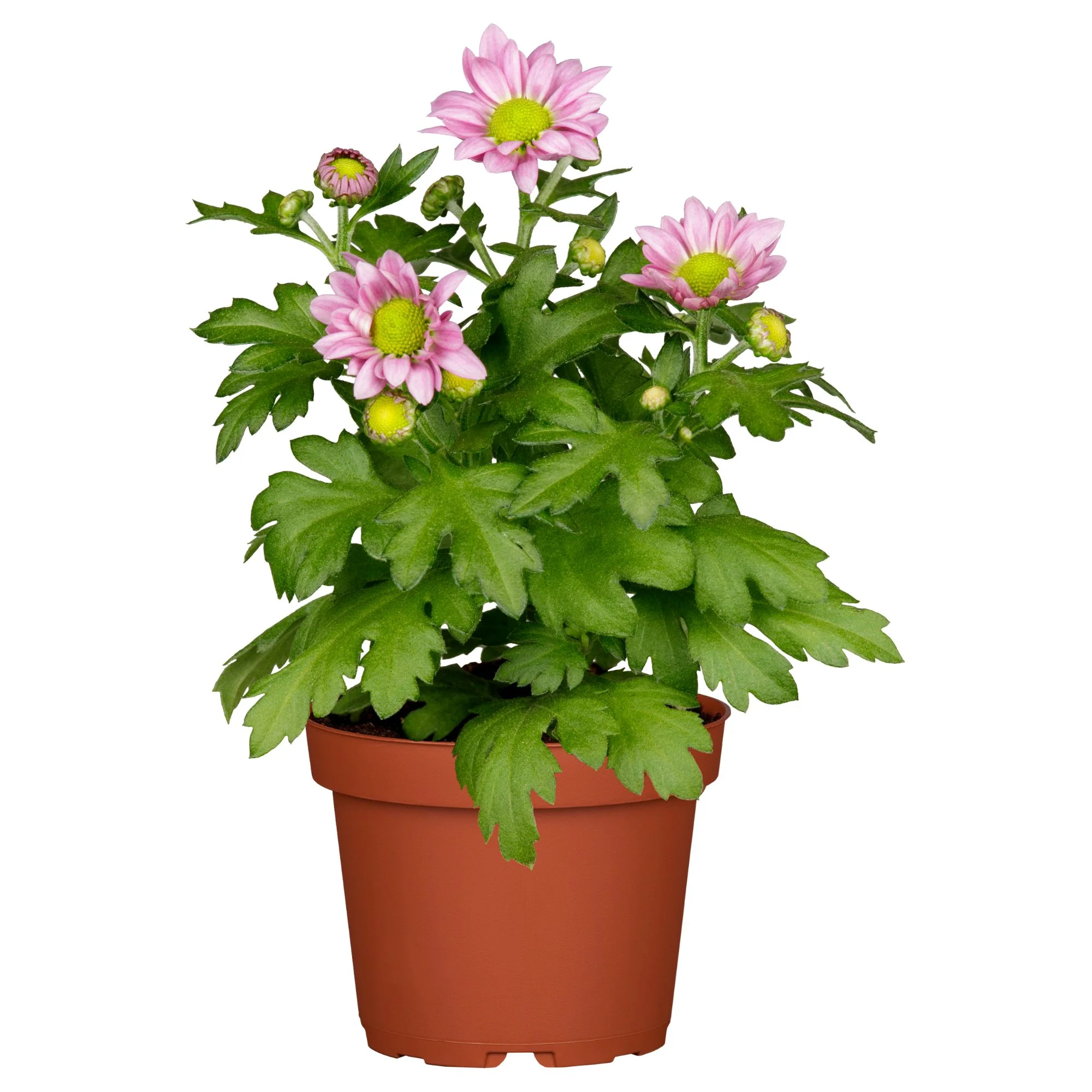 Herbst-Chrysantheme - Image 9
