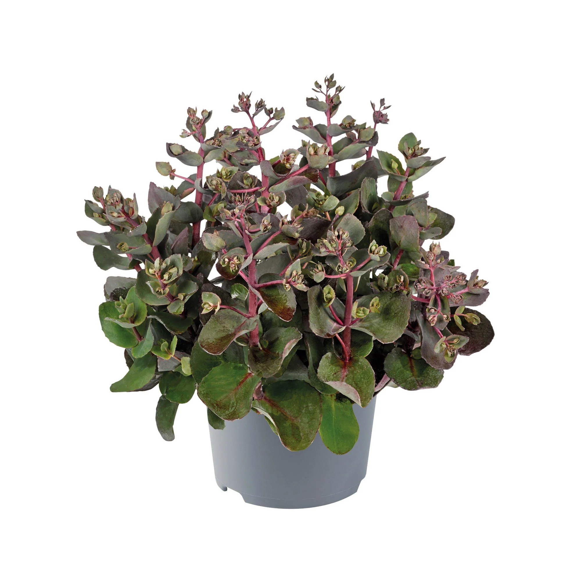 Herbst-Fettblatt 'Cherry Chocolate'