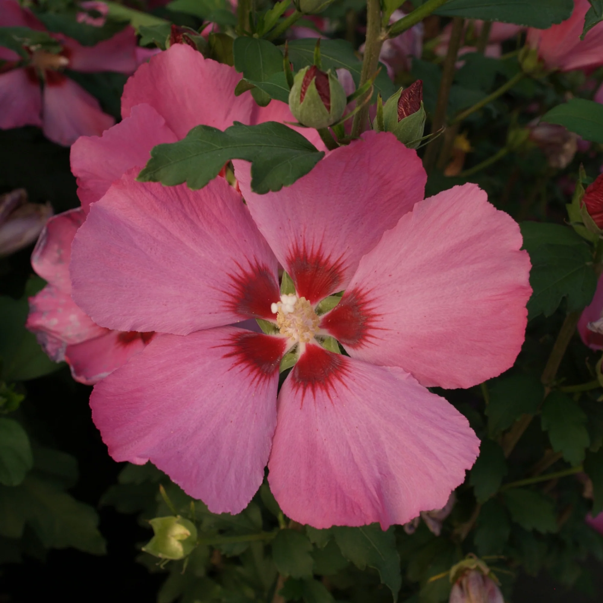 Hibiskus 'Woodbridge' - Image 2