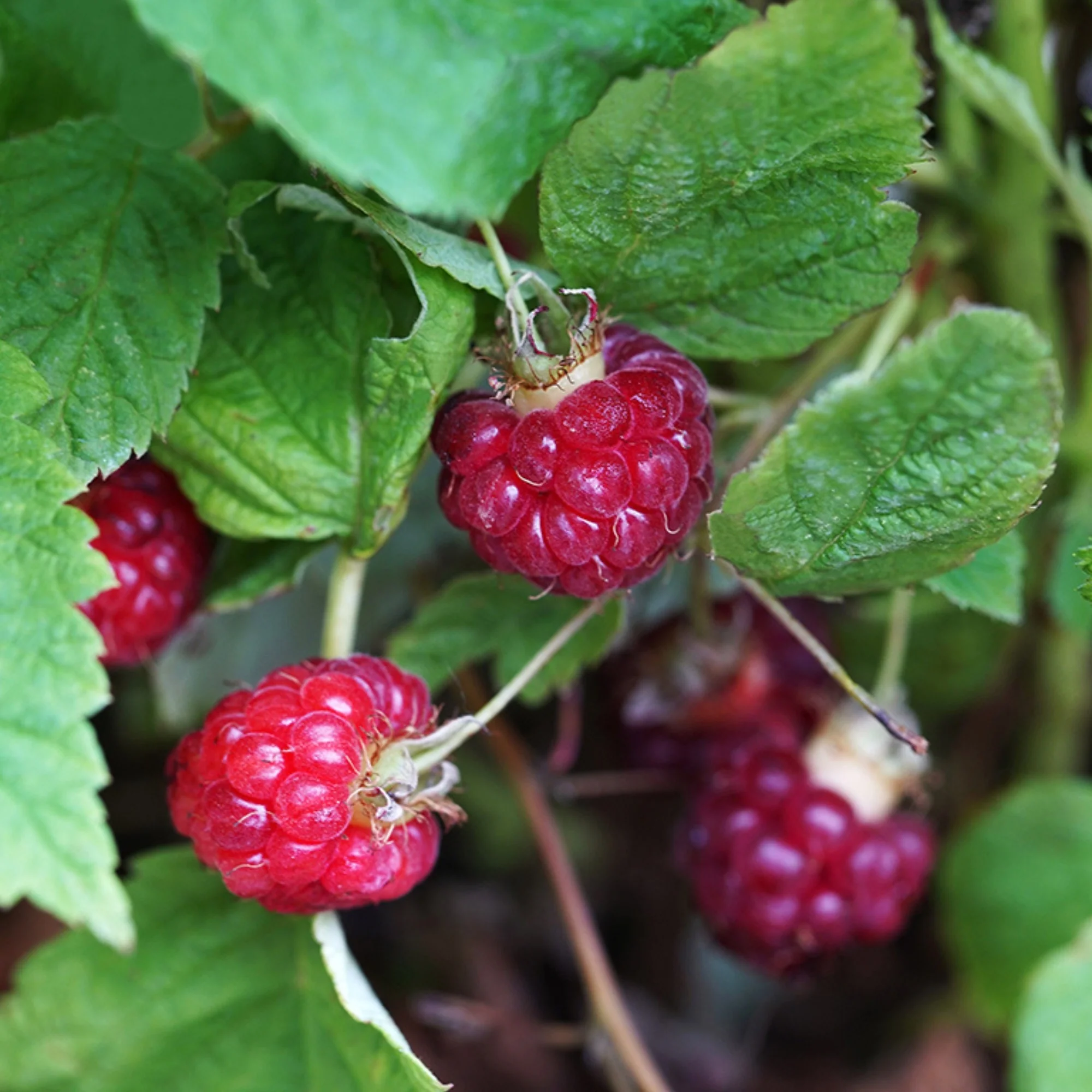 Himbeere 'Lucky Berry®' - Image 2
