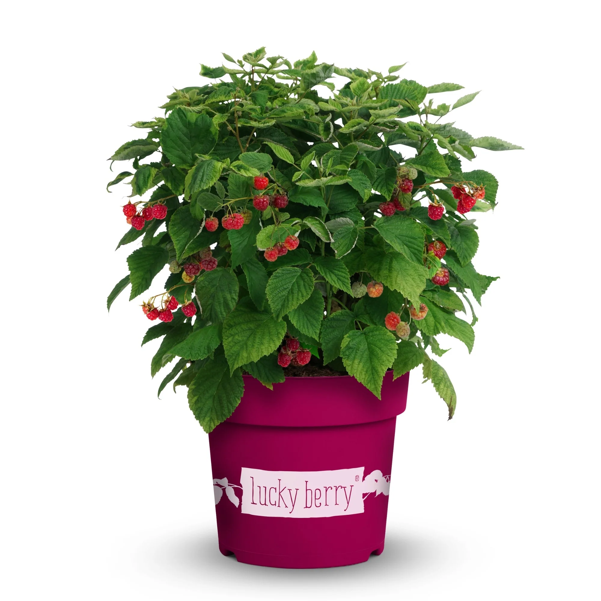Himbeere 'Lucky Berry®' - Image 3