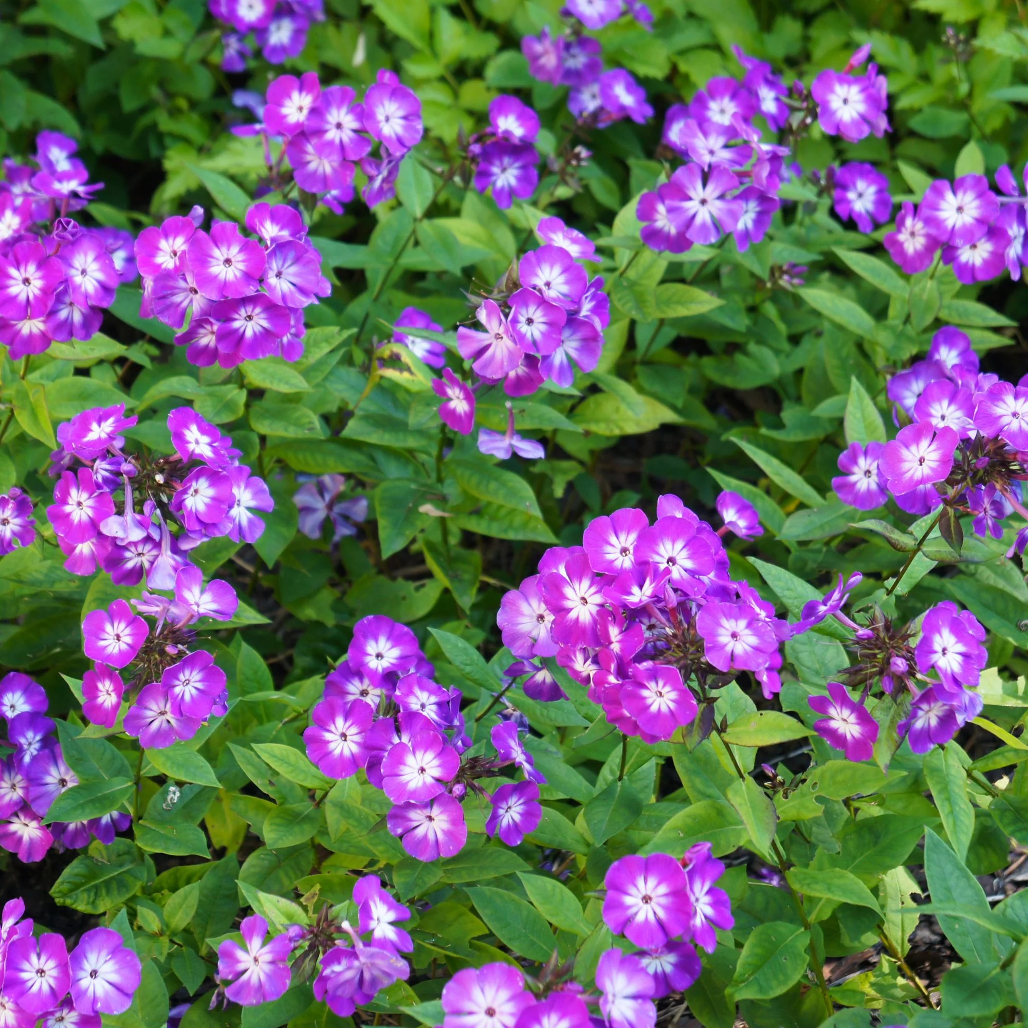 Hohe Flammenblume 'Uspech'