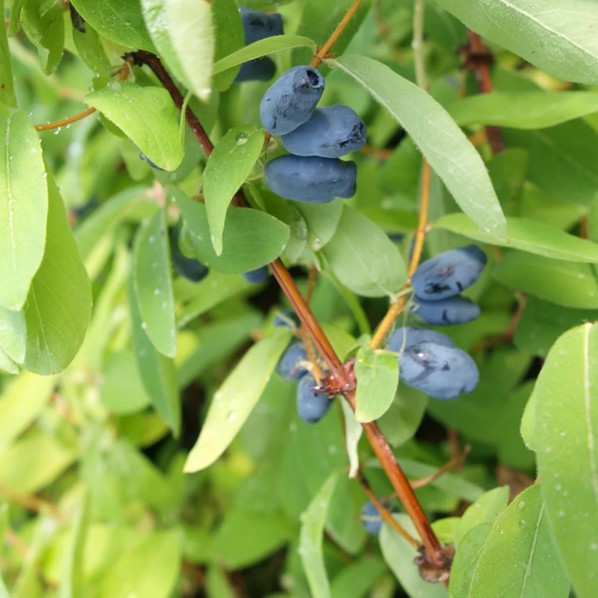 Honigbeere 'Myberry Bee'