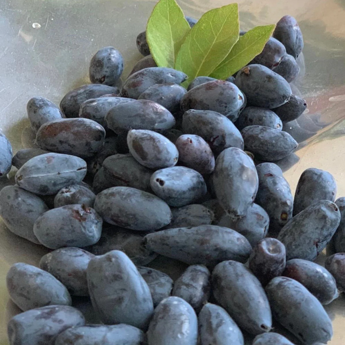 Honigbeere 'Myberry Farm'