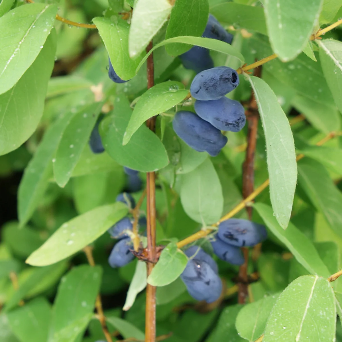 Honigbeere 'Myberry Sweet'