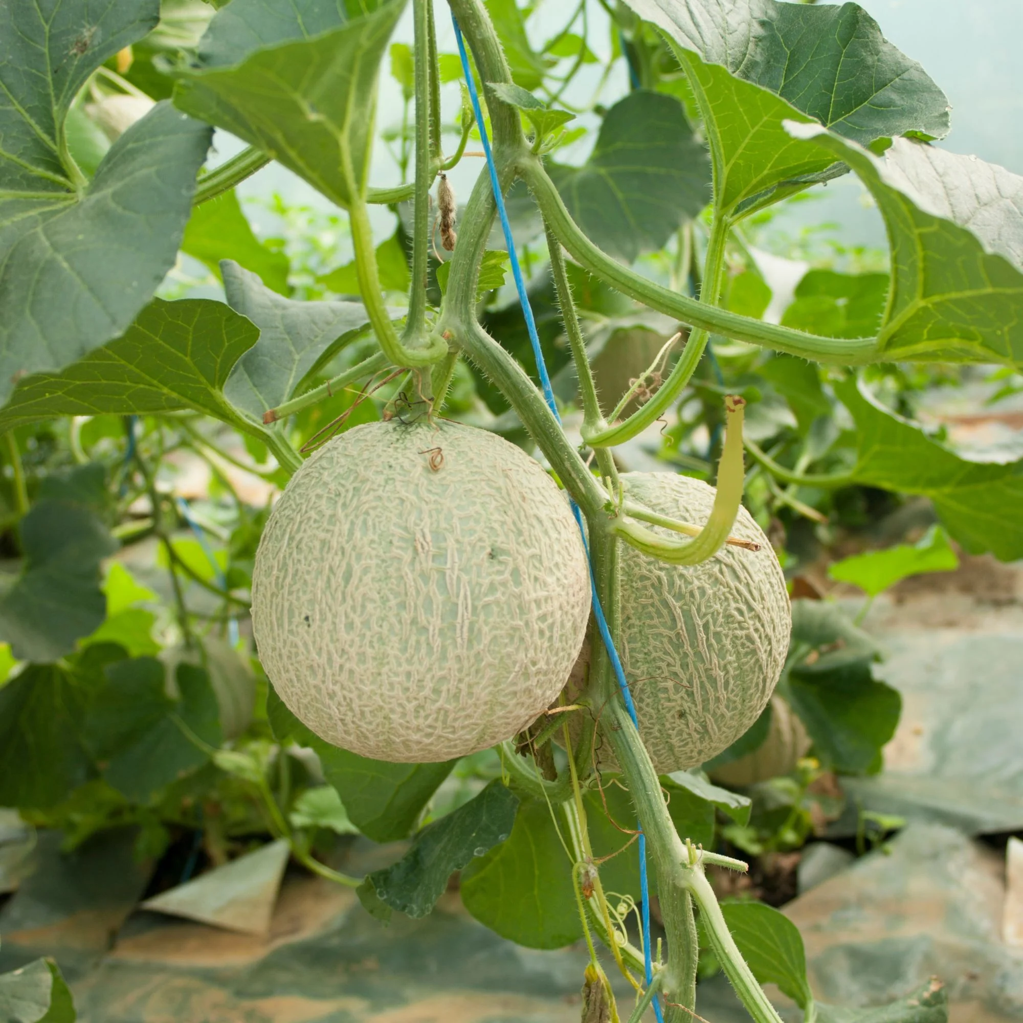Honigmelone 'Sivan' - Image 2