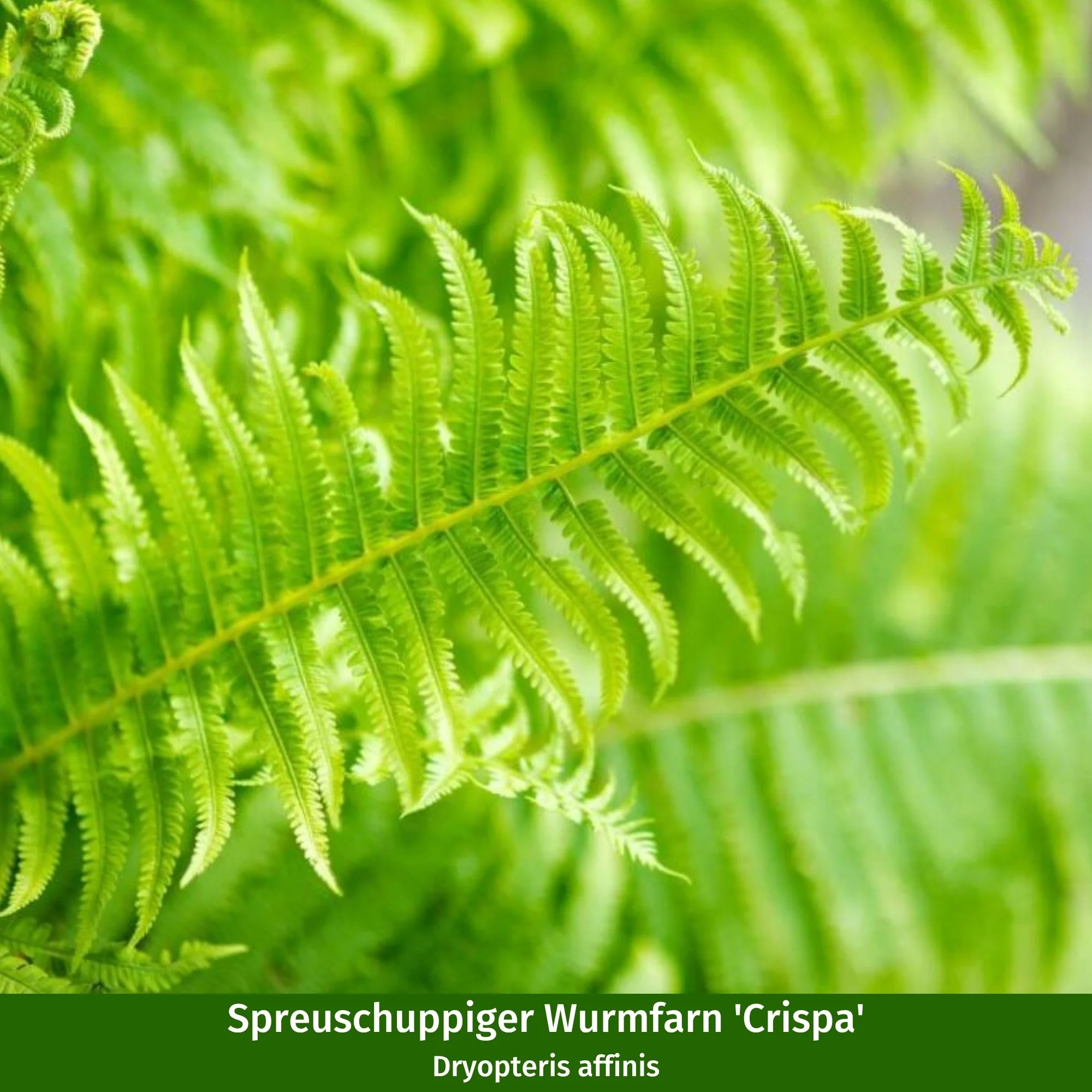 Hortensienbeet “Weißgrüner Schattengarten“, 6 Pflanzen - Image 8