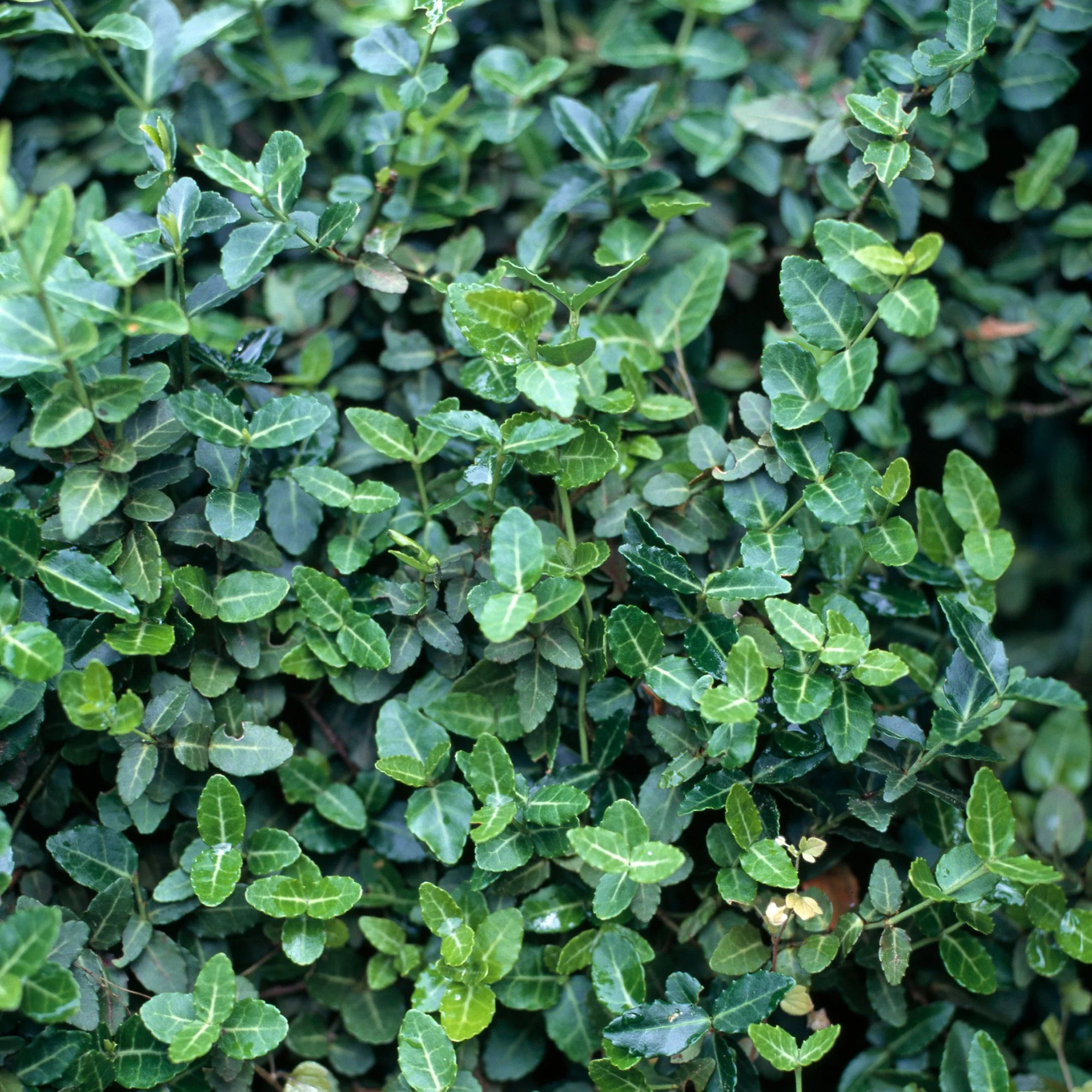 Immergrüner Spindelstrauch 'Radicans'