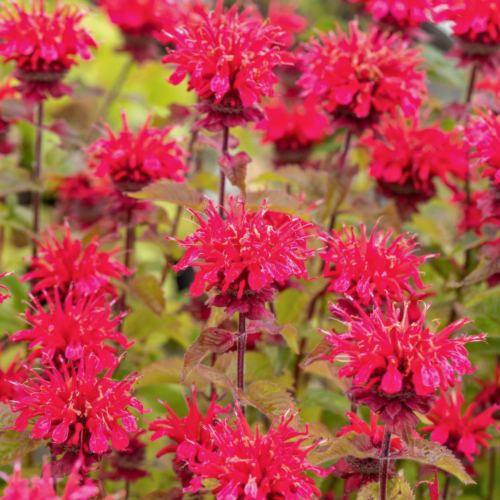 Indianernessel 'Cambridge Scarlet'
