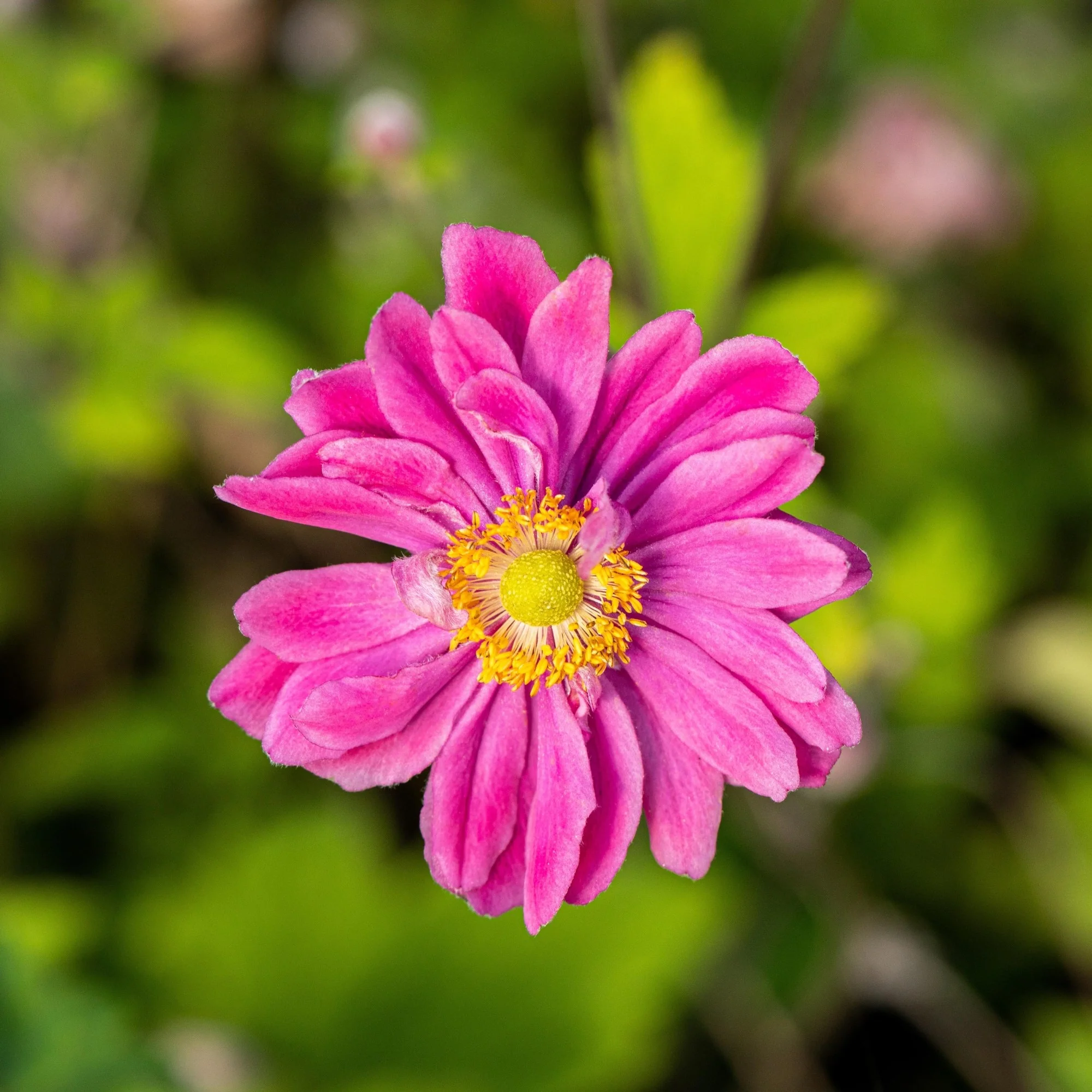 Japan-Herbst-Anemone 'Pamina'