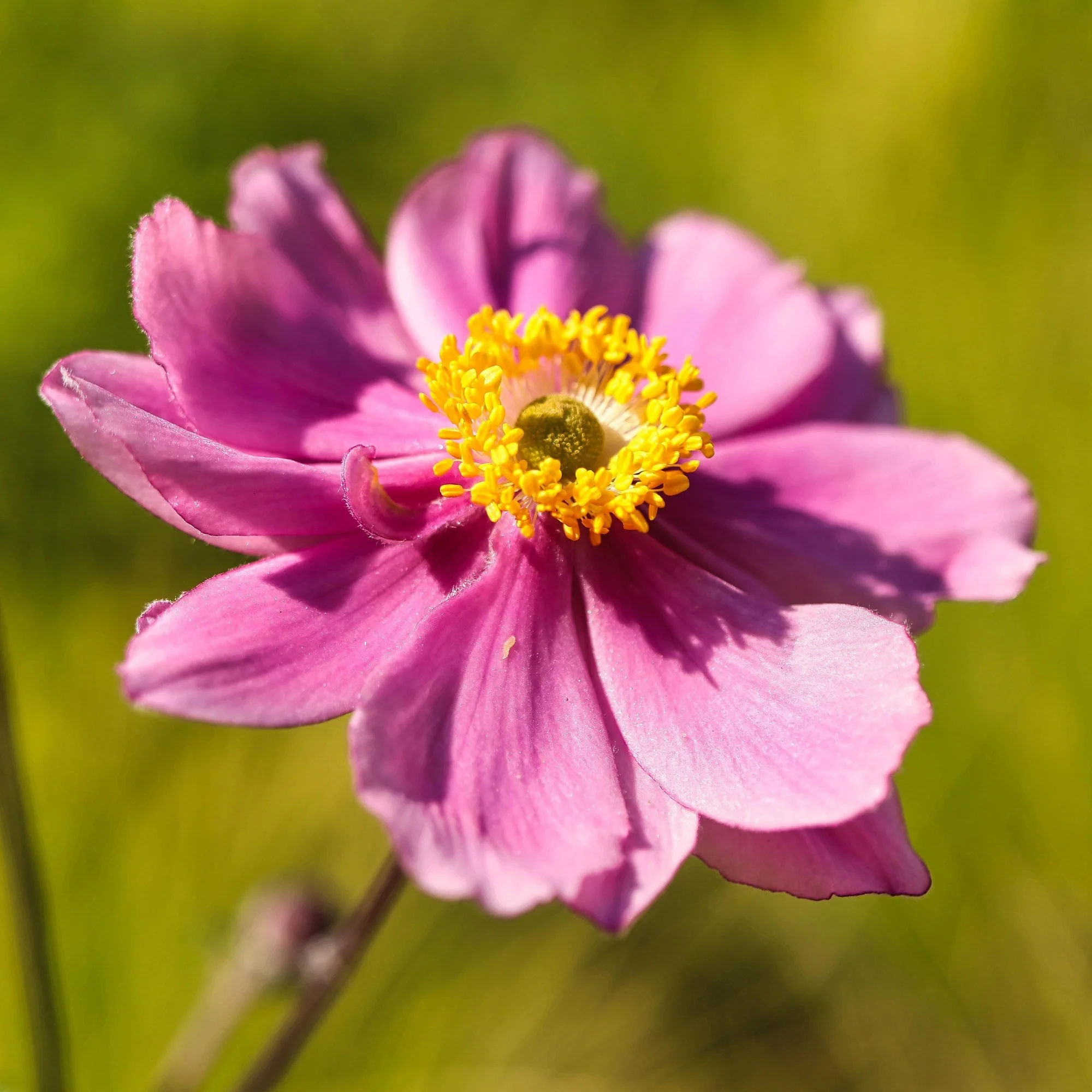 Japan-Herbst-Anemone 'Pamina' - Image 2