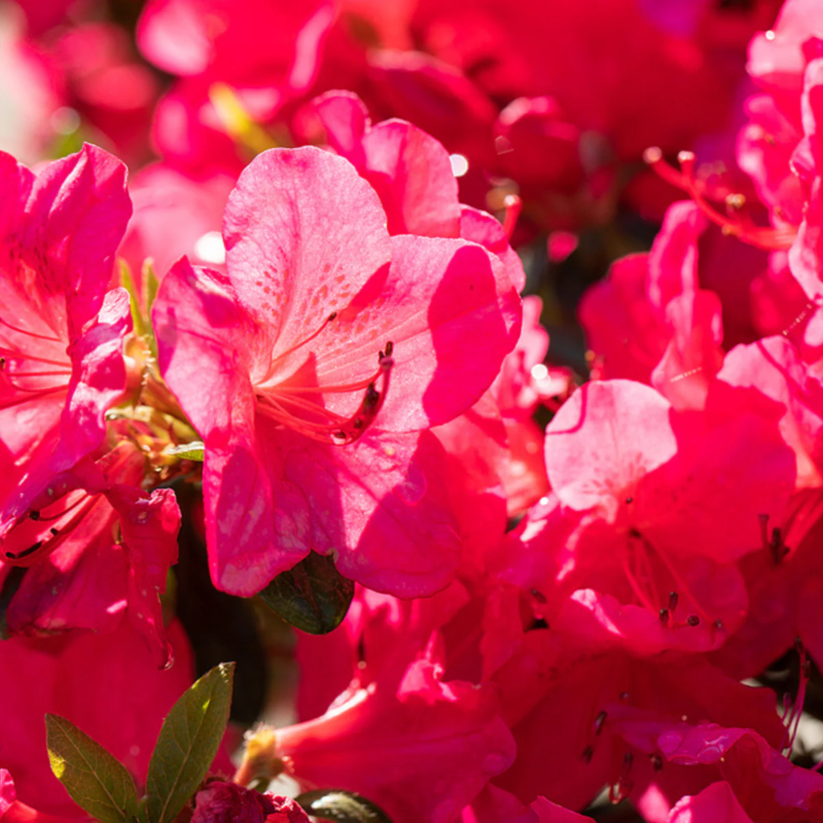 Japanische Azalee 'Little Red'