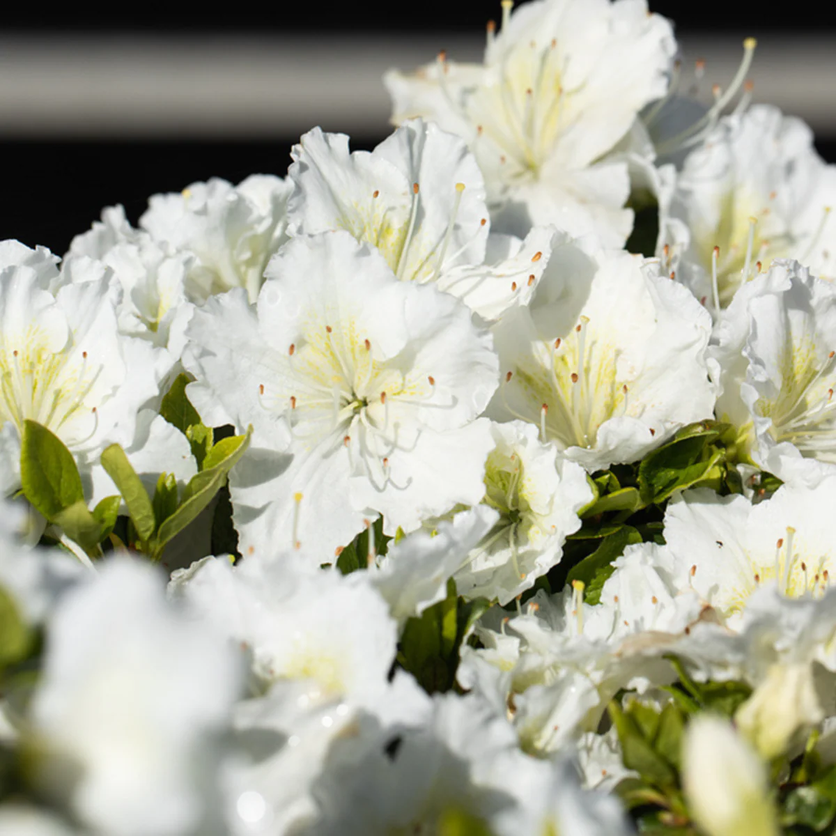 Japanische Azalee 'Maischnee®'