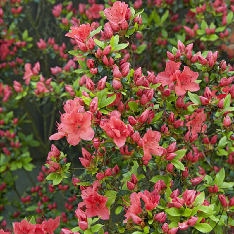 Japanische Azalee - Image 3