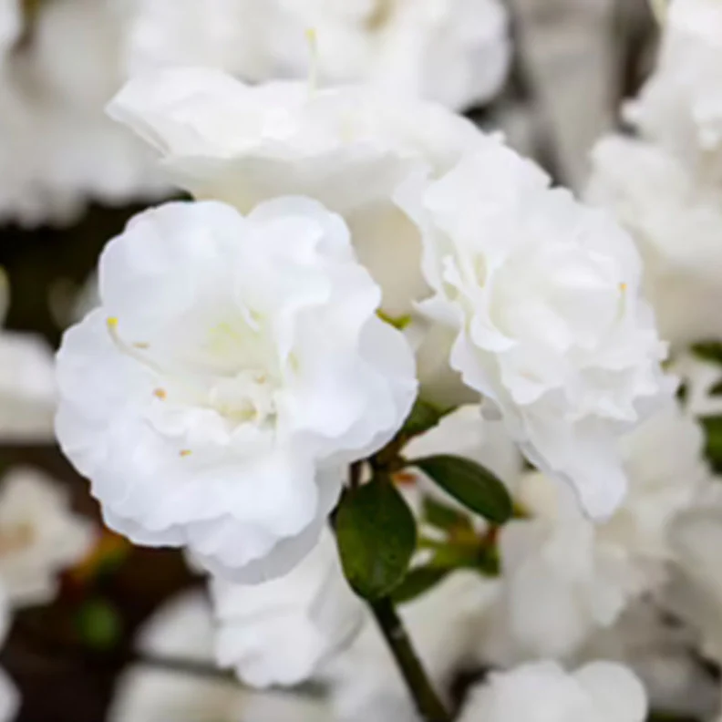 Japanische Azalee 'Schneeperle'