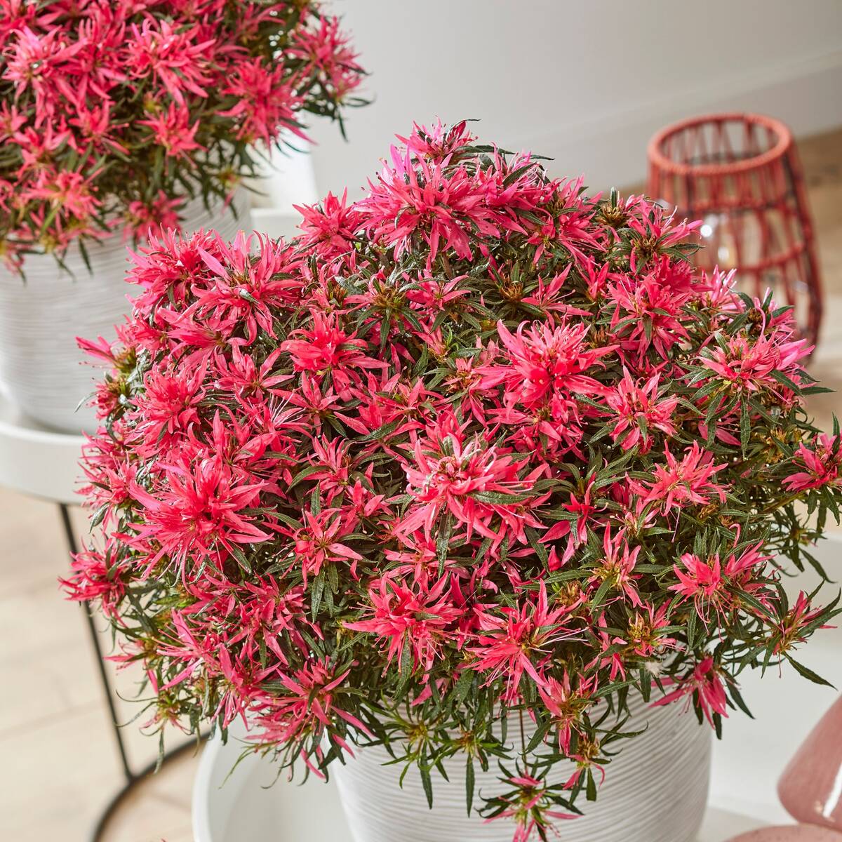 Azalea Star Style® 'Star Style™' - Image 8