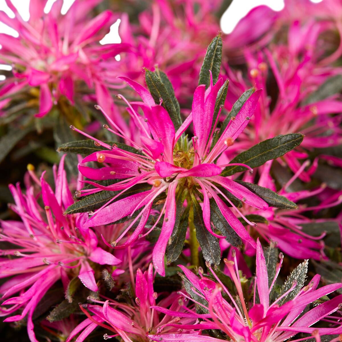 Azalea Star Style® 'Star Style™' - Image 3