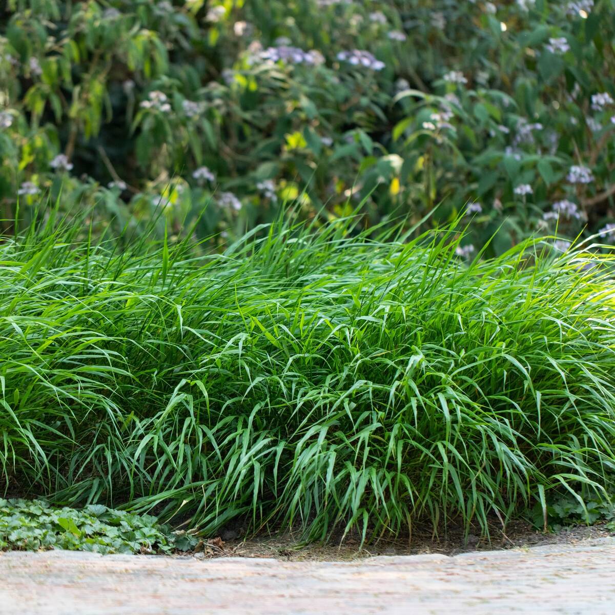 Japanisches Berggras 'Greenhills'