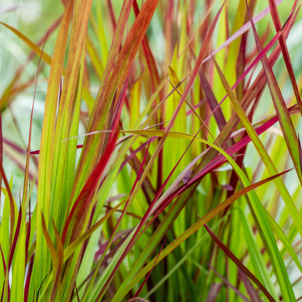 Japanisches Blutgras 'Red Baron' - Image 3
