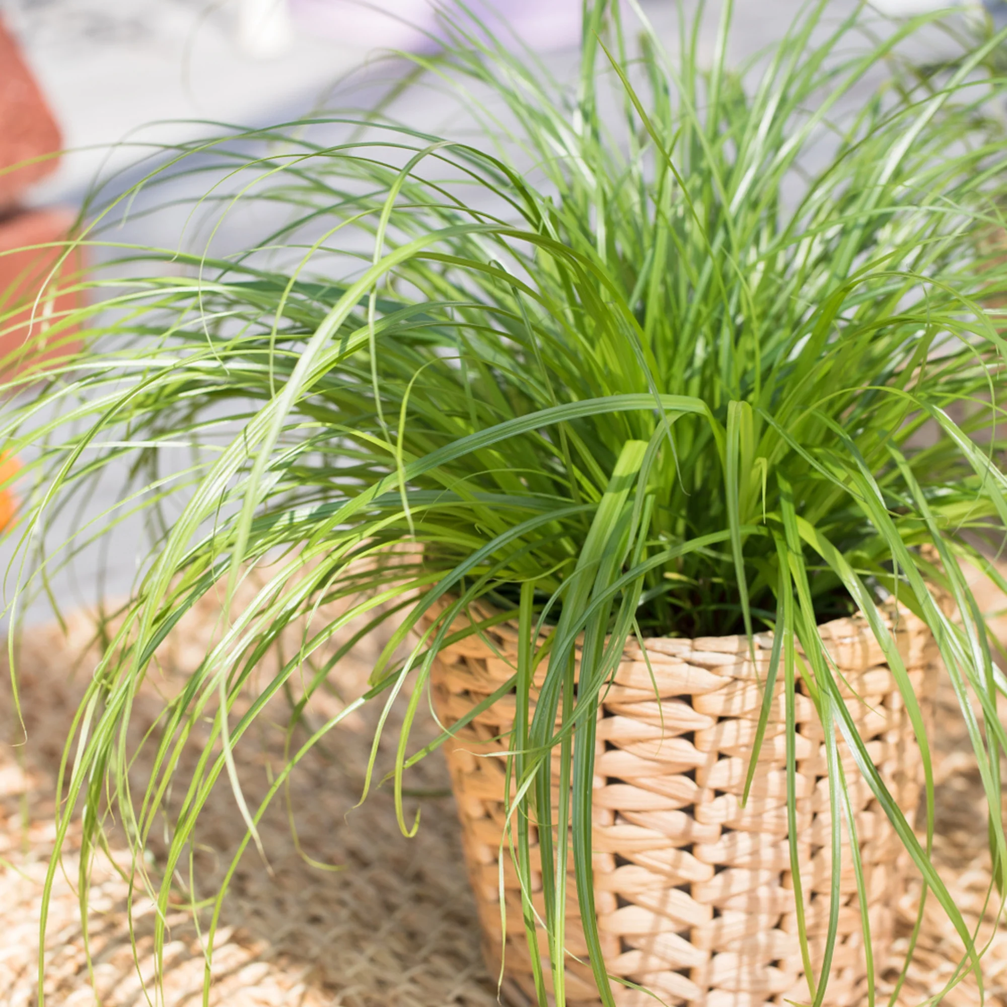 Katzengras 'Zumula', Tierfutter