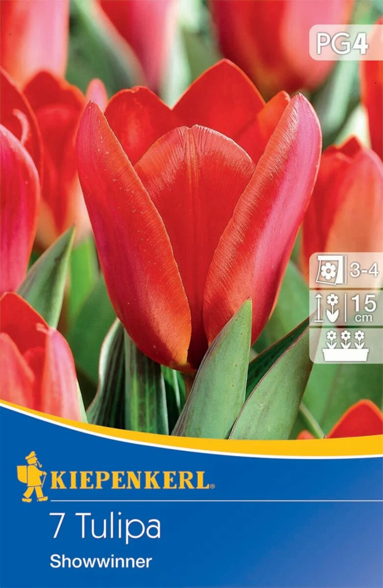 Kaufmanniana-Tulpe 'Showwinner', 7 Zwiebeln