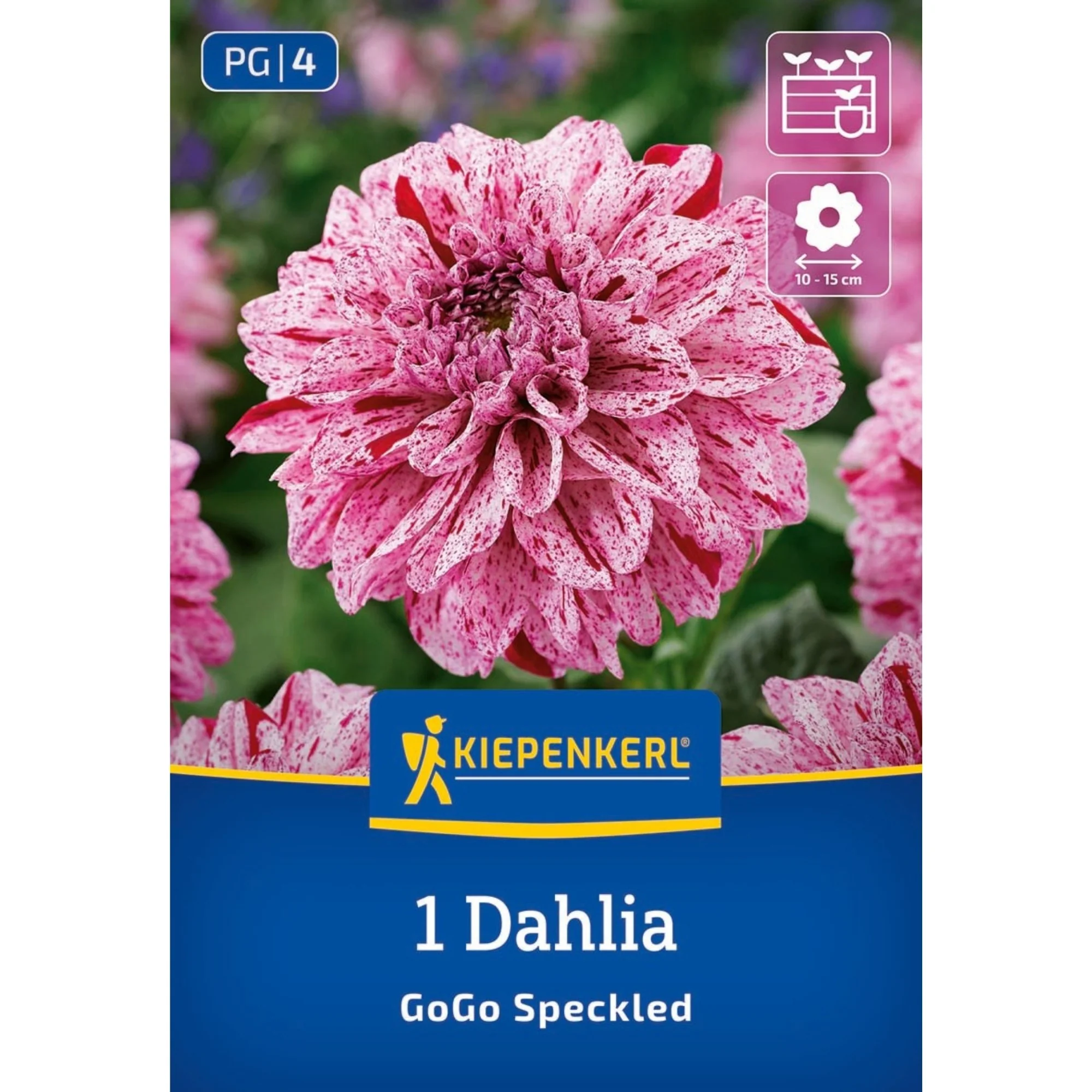 Kiepenkerl Beet- & Kübel-Dahlie 'Go Go Speckled', 1 Zwiebel