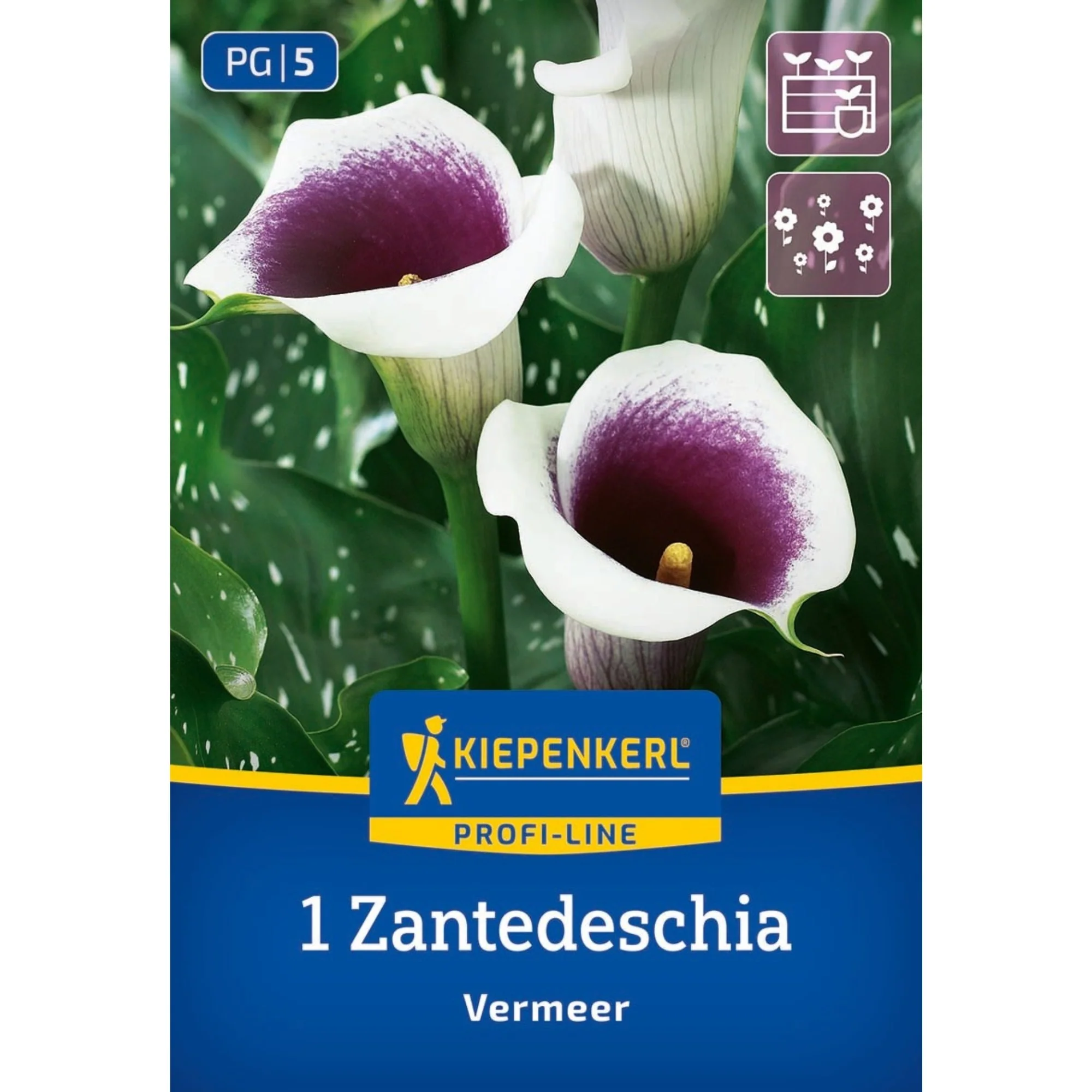 Kiepenkerl Calla 'Vermeer', 1 Zwiebel