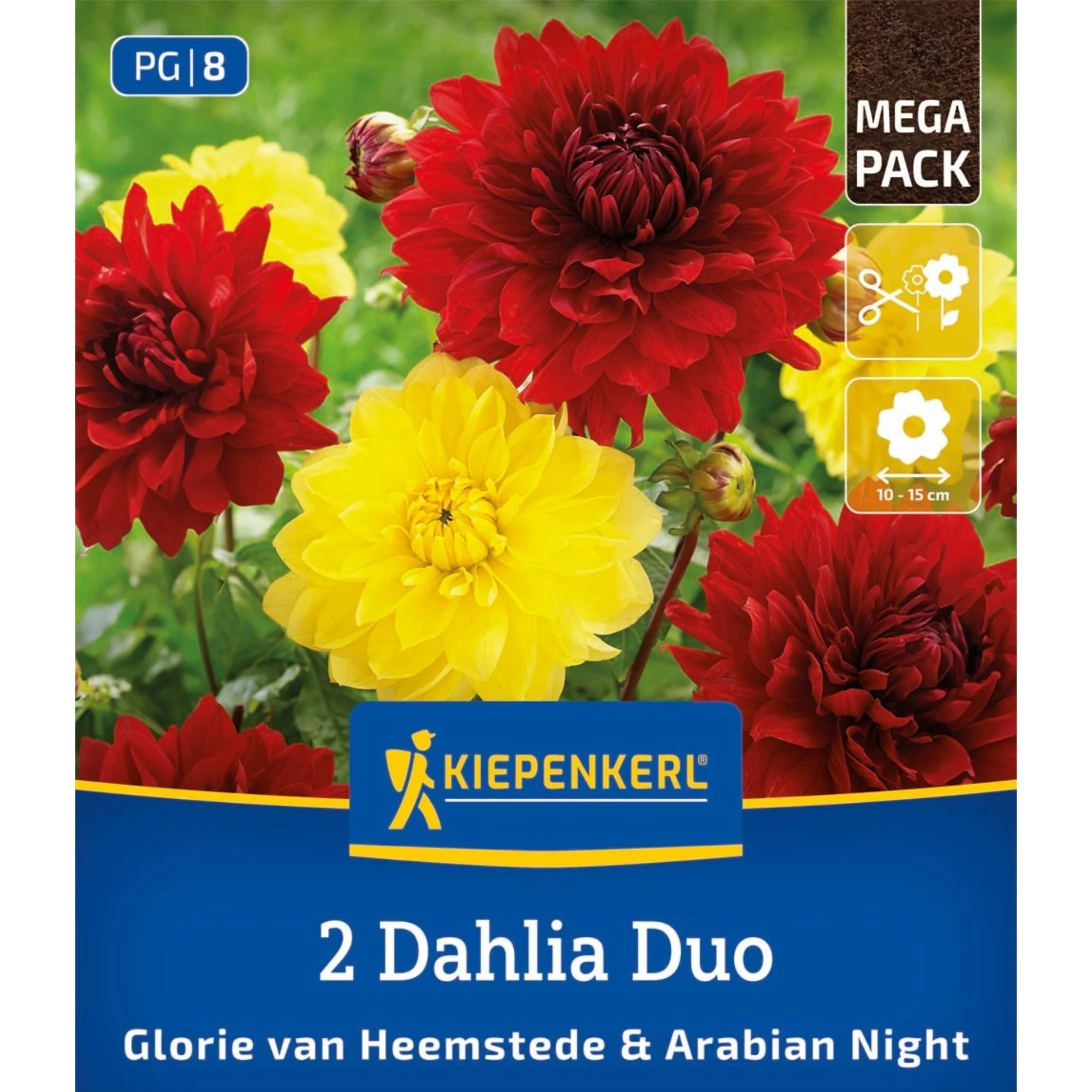 Kiepenkerl Dahlien Duo, 2 Zwiebeln