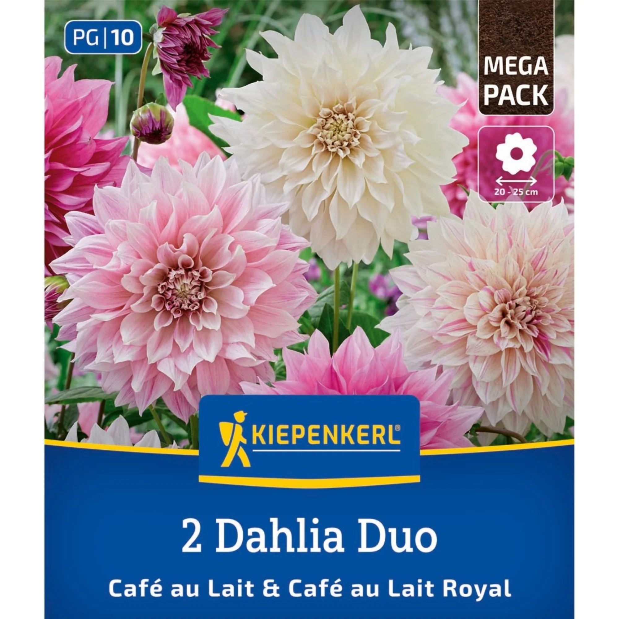 Kiepenkerl Dahlien Duo, 2 Zwiebeln
