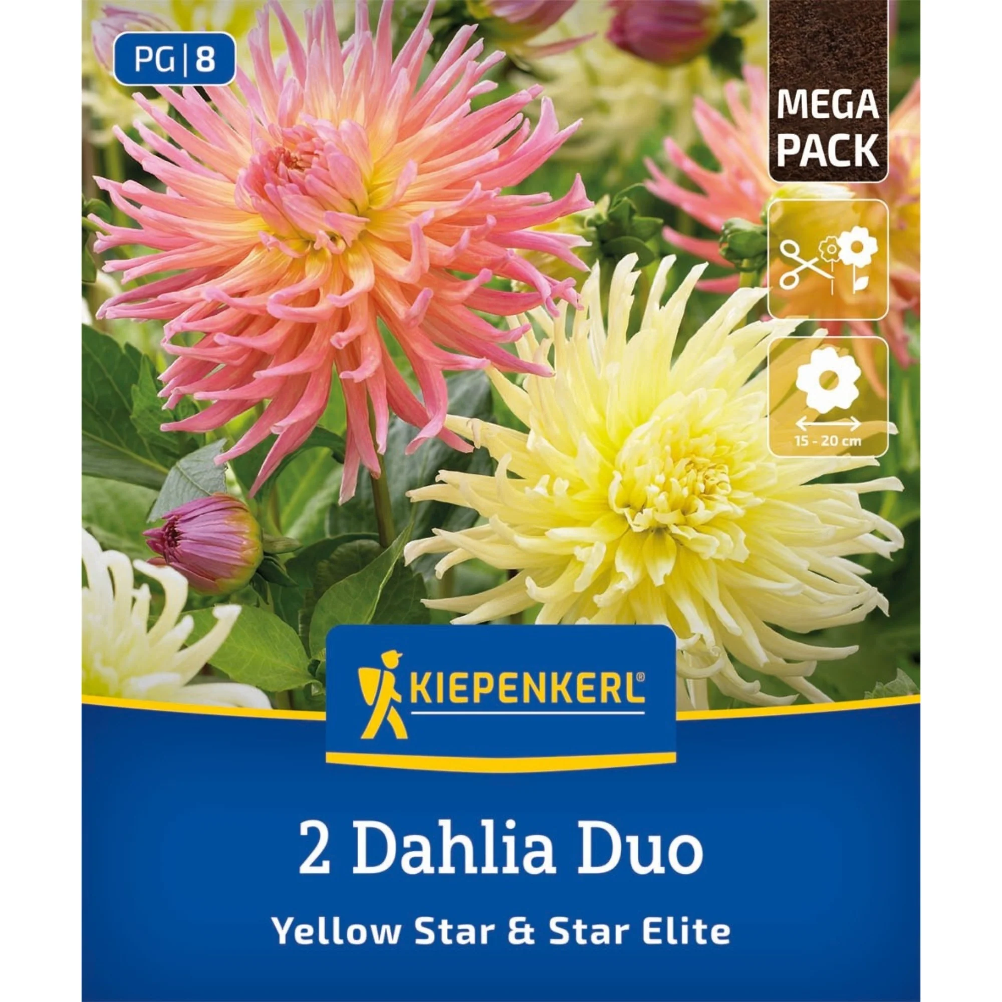 Kiepenkerl Dahlien Duo, 2 Zwiebeln