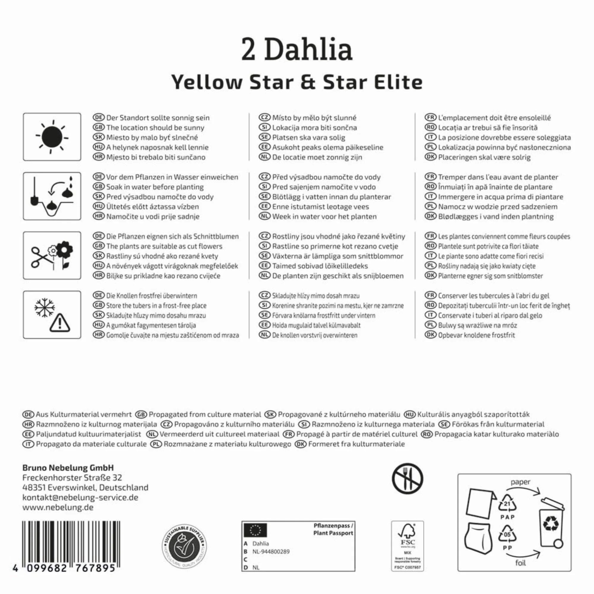 Kiepenkerl Dahlien Duo, 2 Zwiebeln - Image 2