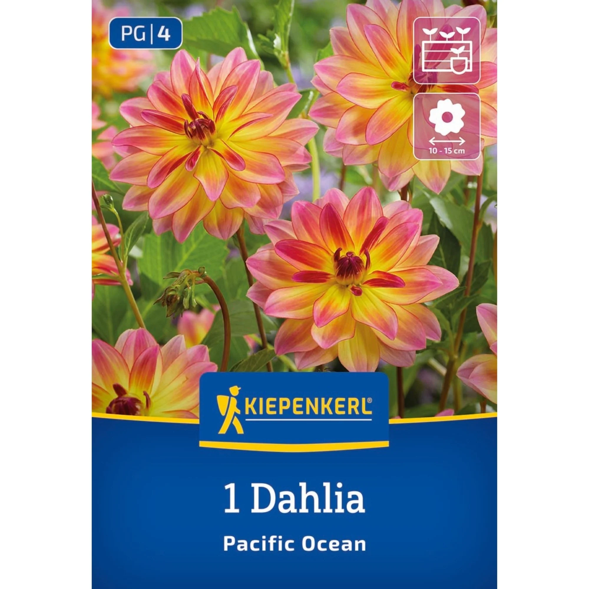 Kiepenkerl Dekorative Dahlie 'Pacific Ocean', 1 Zwiebel