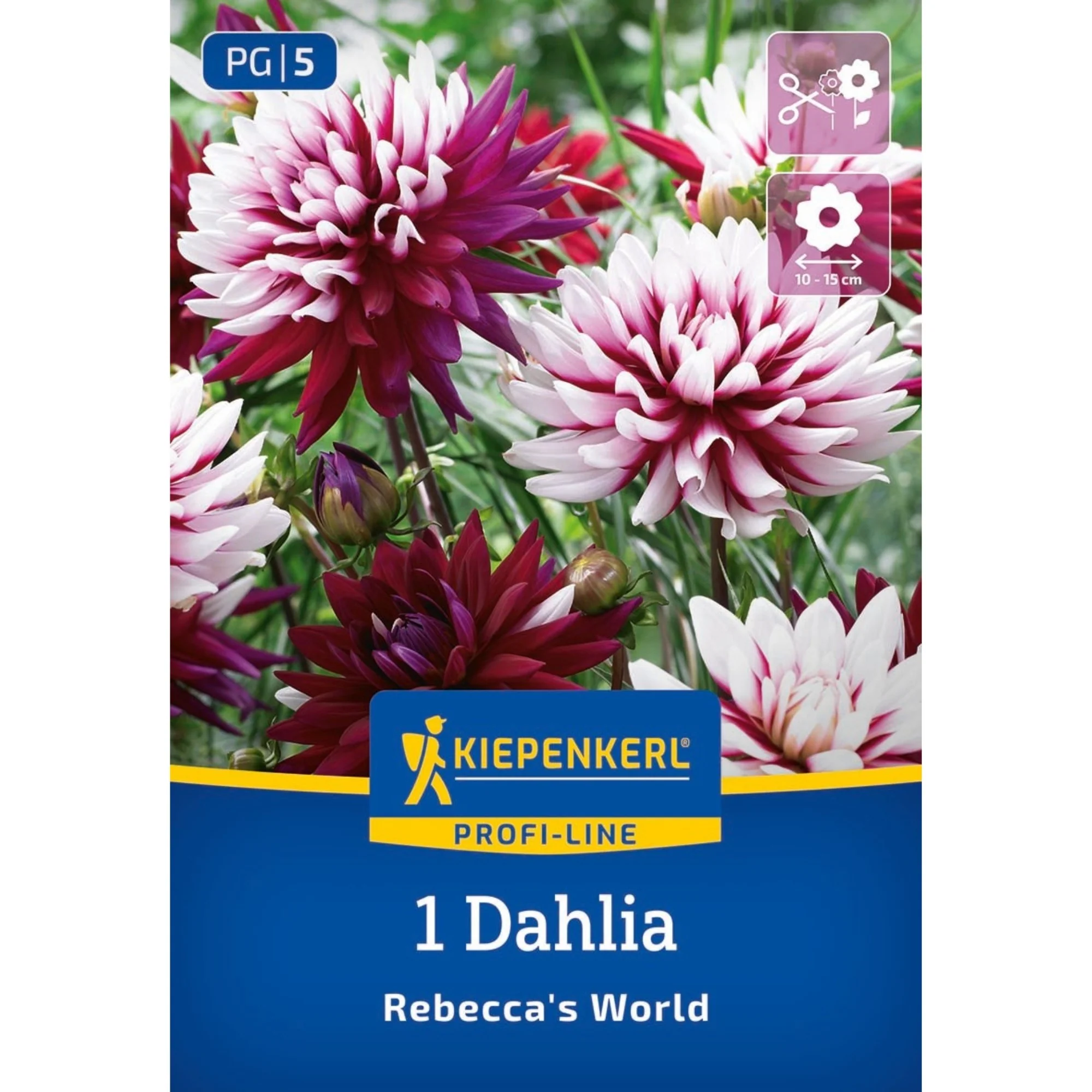 Kiepenkerl Dekorative Dahlie 'Rebecca's World', 1 Zwiebel
