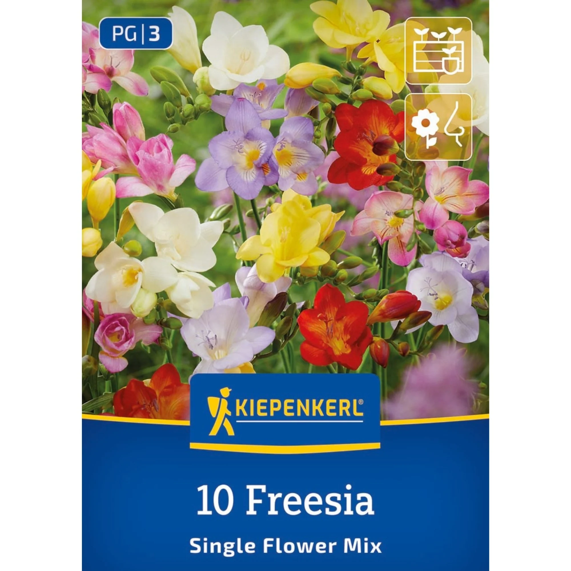 Kiepenkerl Freesien Mischung, 10 Zwiebeln