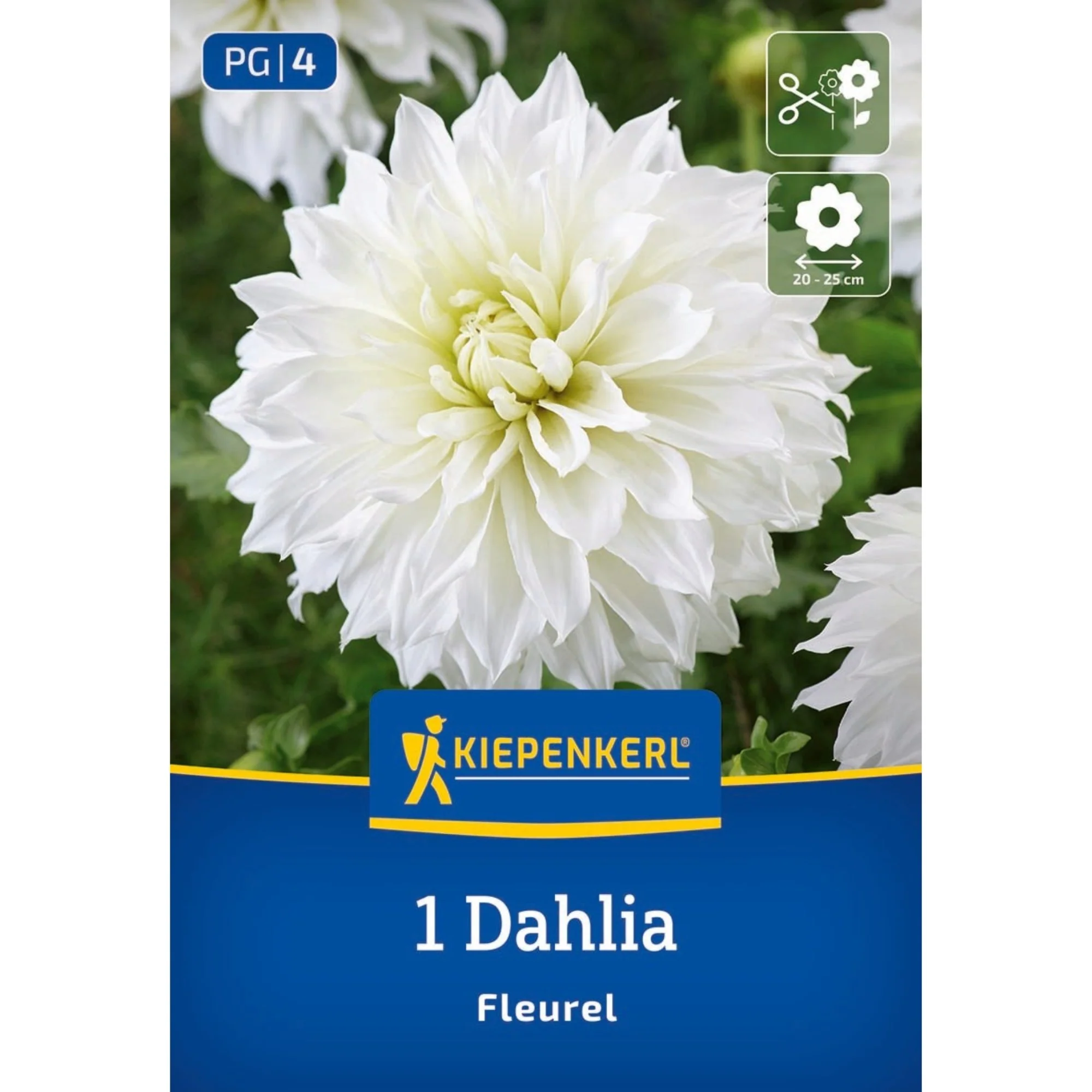 Kiepenkerl Großblütige Dekorativ-Dahlie 'Fleurel', 1 Zwiebel