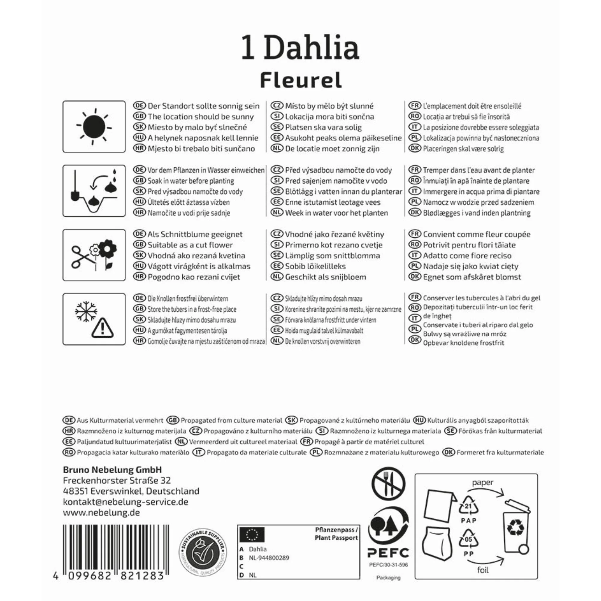 Kiepenkerl Großblütige Dekorativ-Dahlie 'Fleurel', 1 Zwiebel - Image 2