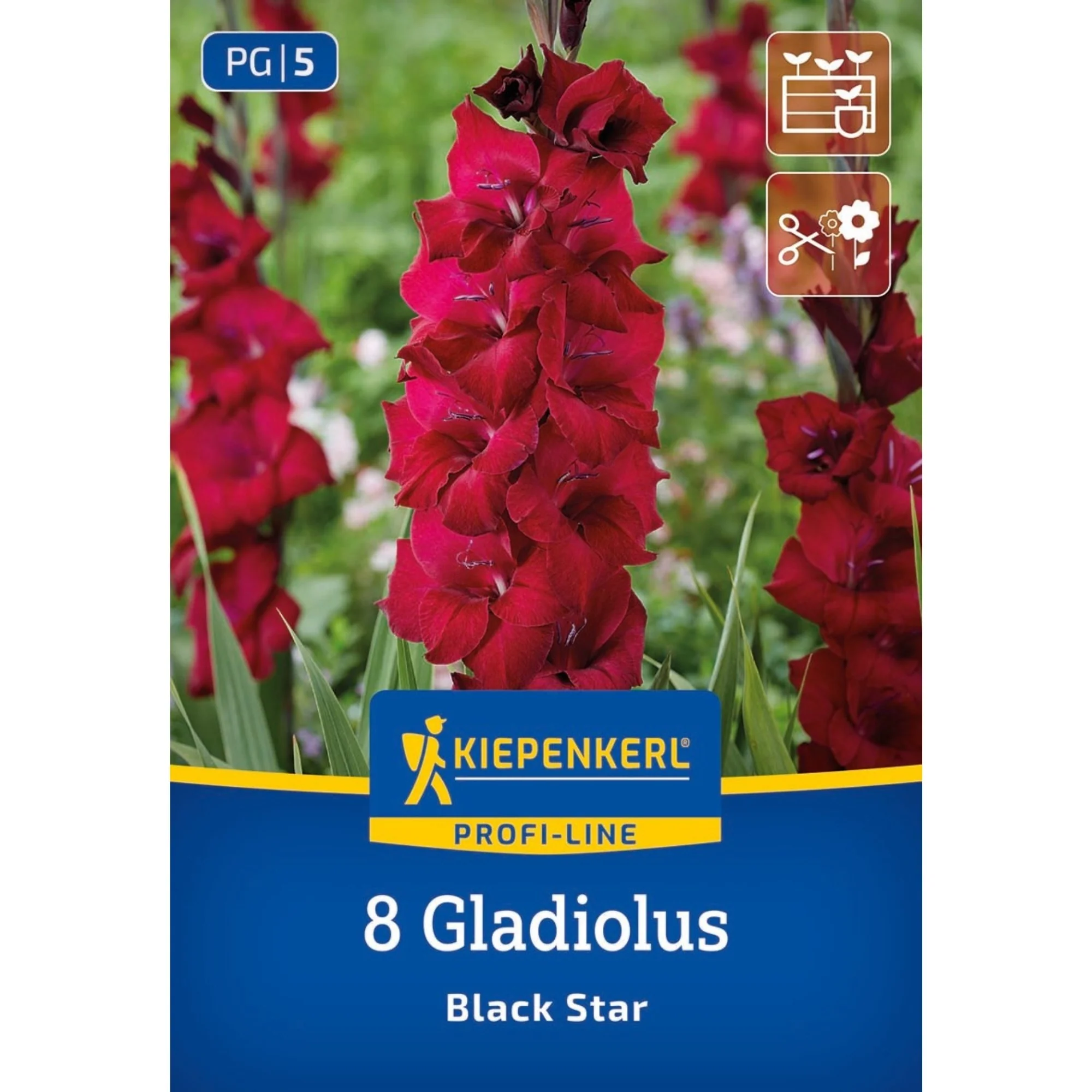 Kiepenkerl Großblumige Gladiole 'Black Star', 8 Zwiebeln