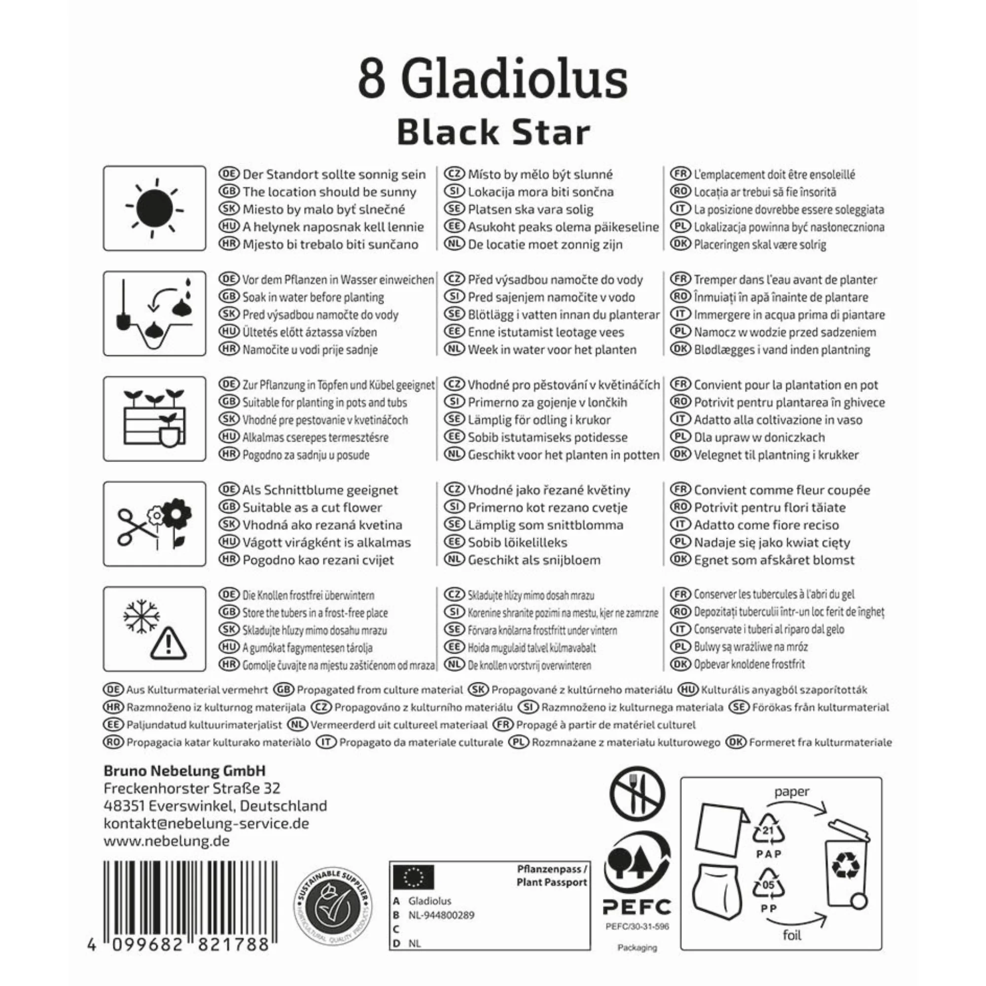 Kiepenkerl Großblumige Gladiole 'Black Star', 8 Zwiebeln - Image 2