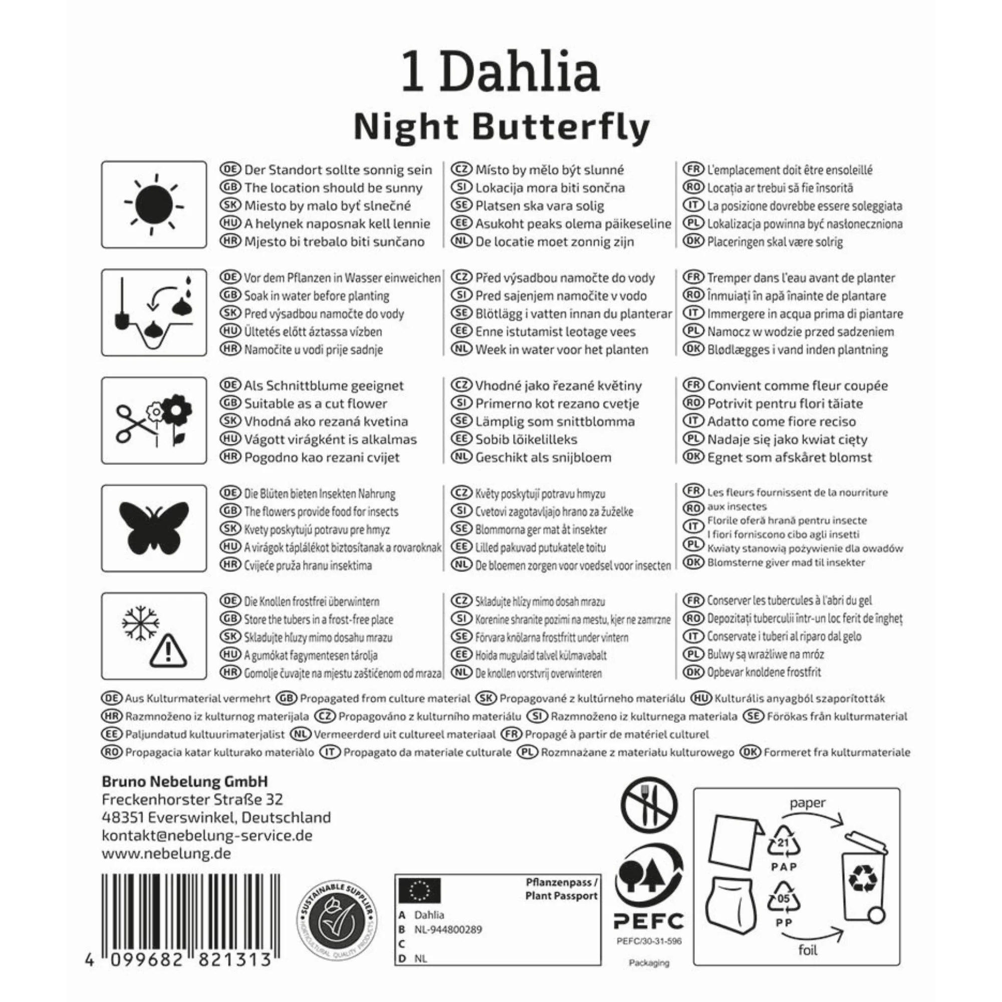 Kiepenkerl Halskrausen-Dahlie 'Night Butterfly', 1 Zwiebel - Image 2