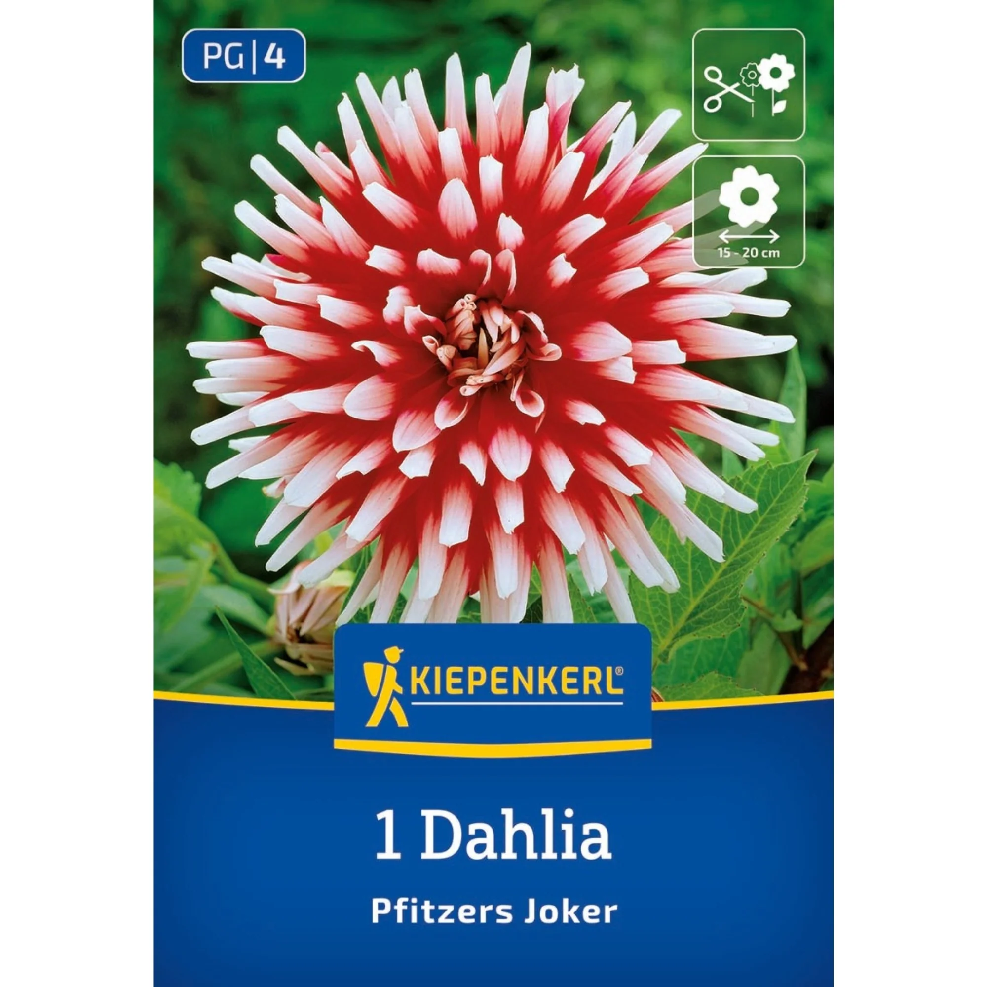 Kiepenkerl Kaktus-Dahlie 'Pfitzers Joker', 1 Zwiebel