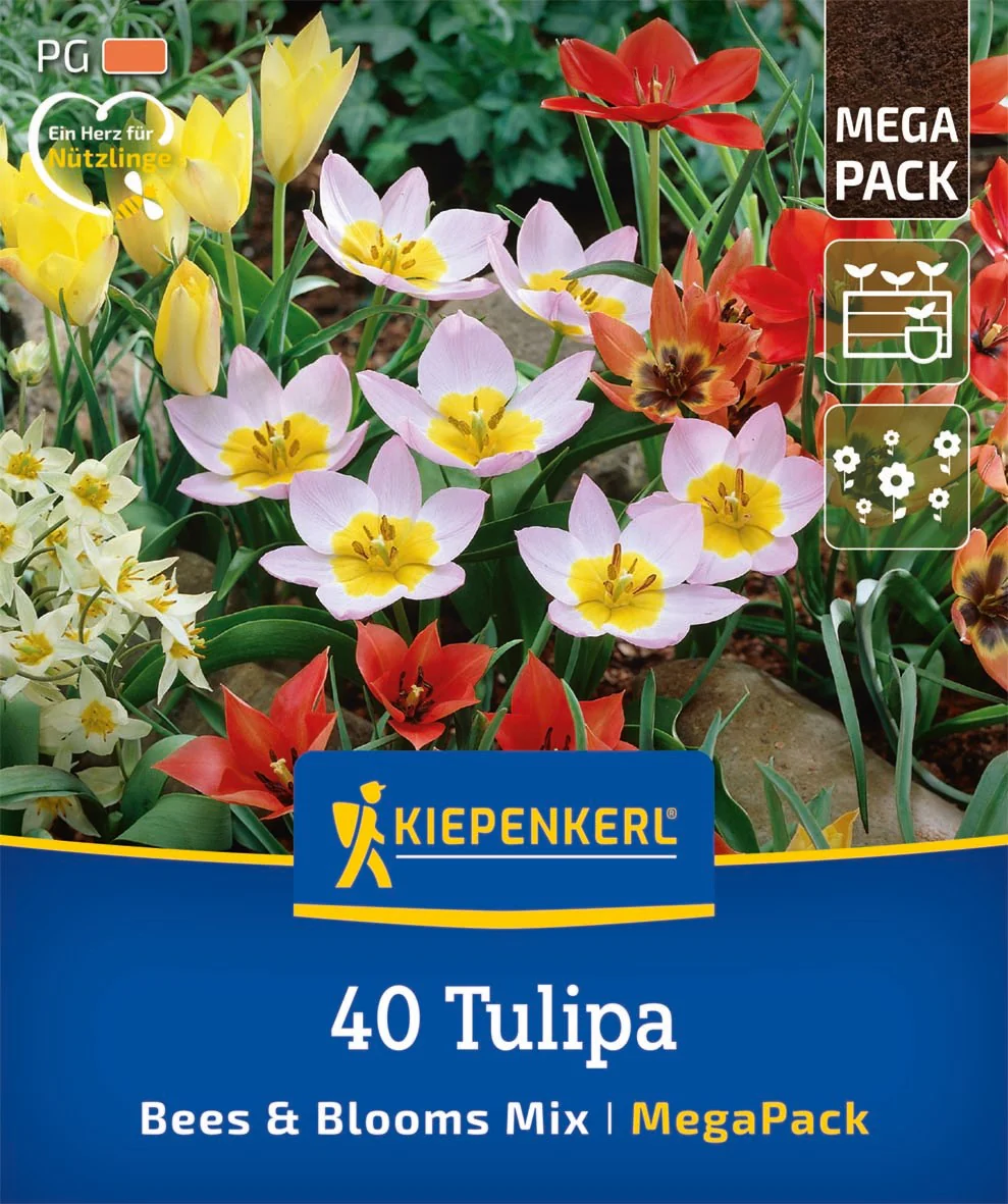 Kiepenkerl Mega Pack 'Bees & Blooms', 40 Zwiebeln