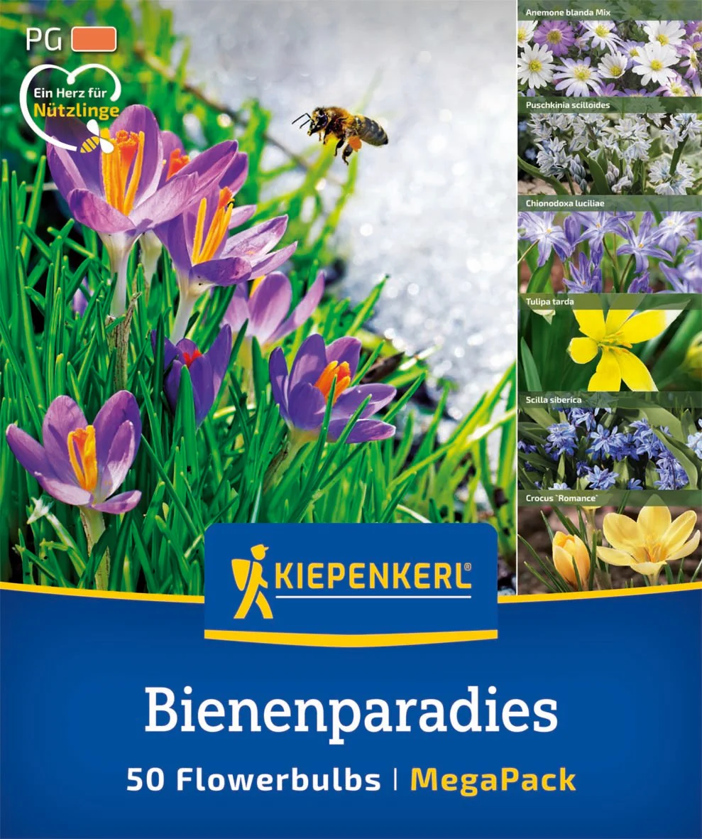 Kiepenkerl Mega Pack 'Bienenparadies', 50 Zwiebeln