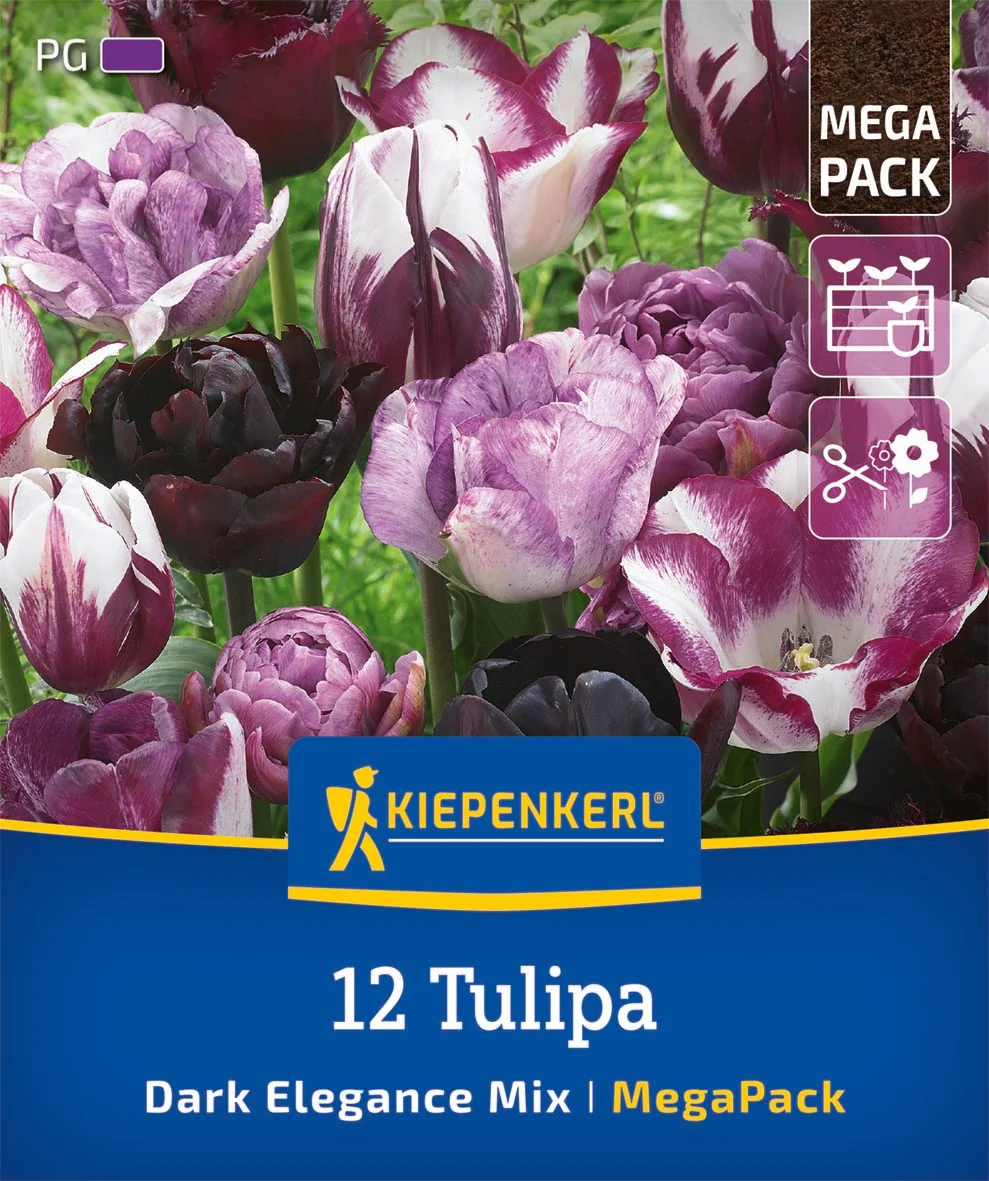 Kiepenkerl Mega Pack 'Dark Elegance', 12 Zwiebeln
