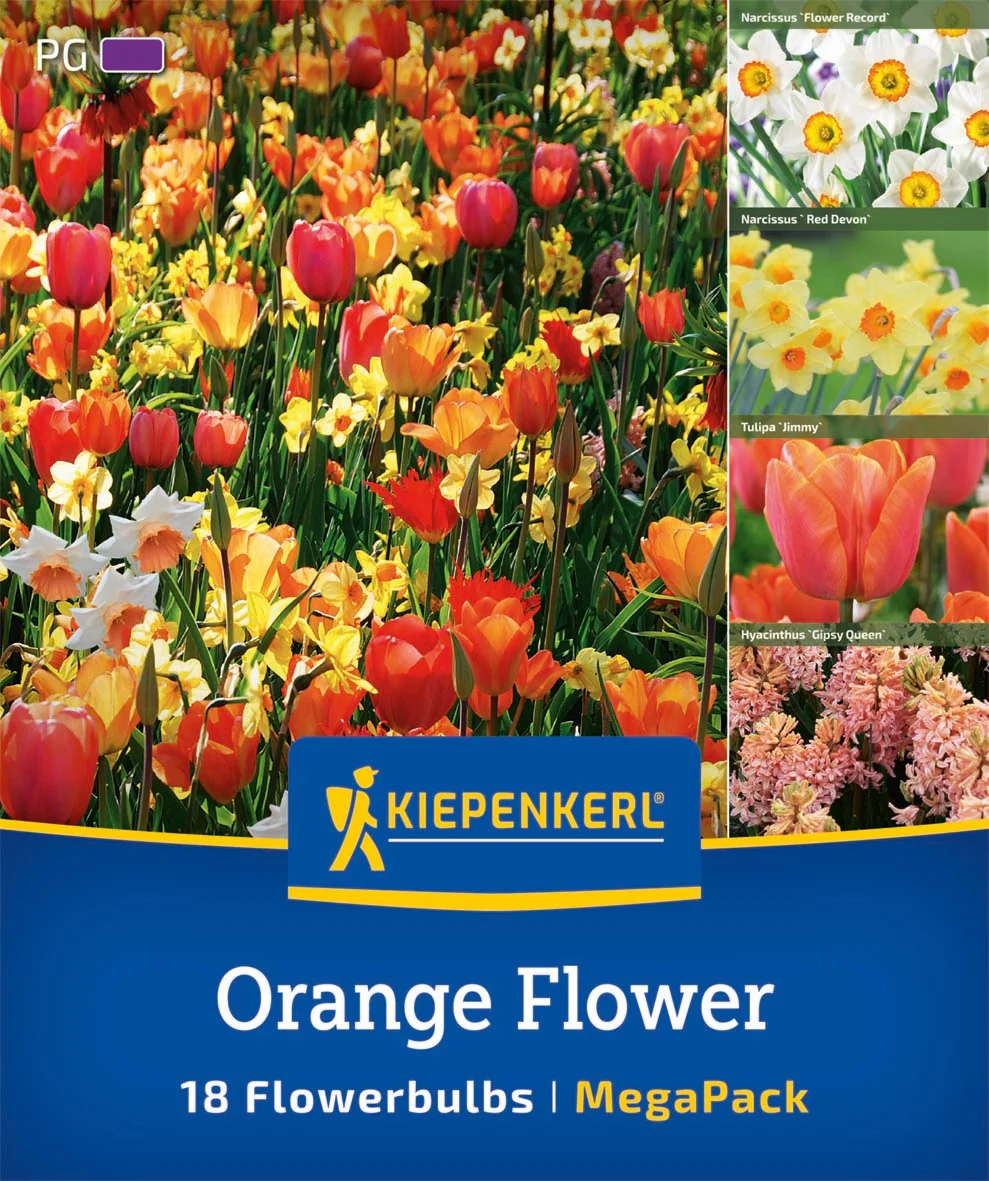 Kiepenkerl Mega Pack 'Orange Flower', 18 Zwiebeln