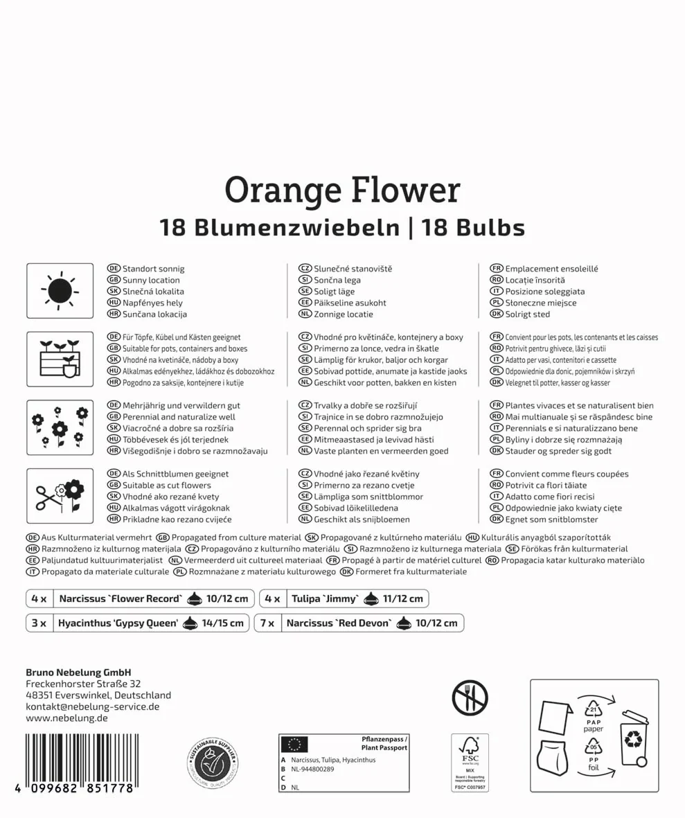 Kiepenkerl Mega Pack 'Orange Flower', 18 Zwiebeln - Image 2