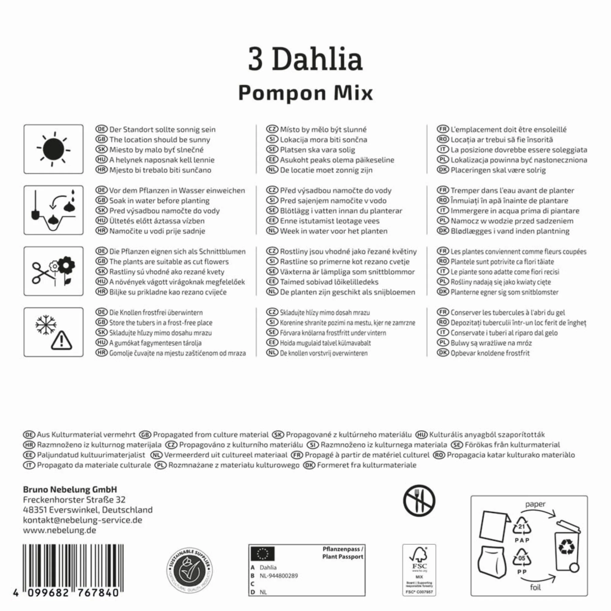 Kiepenkerl Mega-Pack Pompon-Dahlien Mischung, 3 Zwiebeln - Image 2