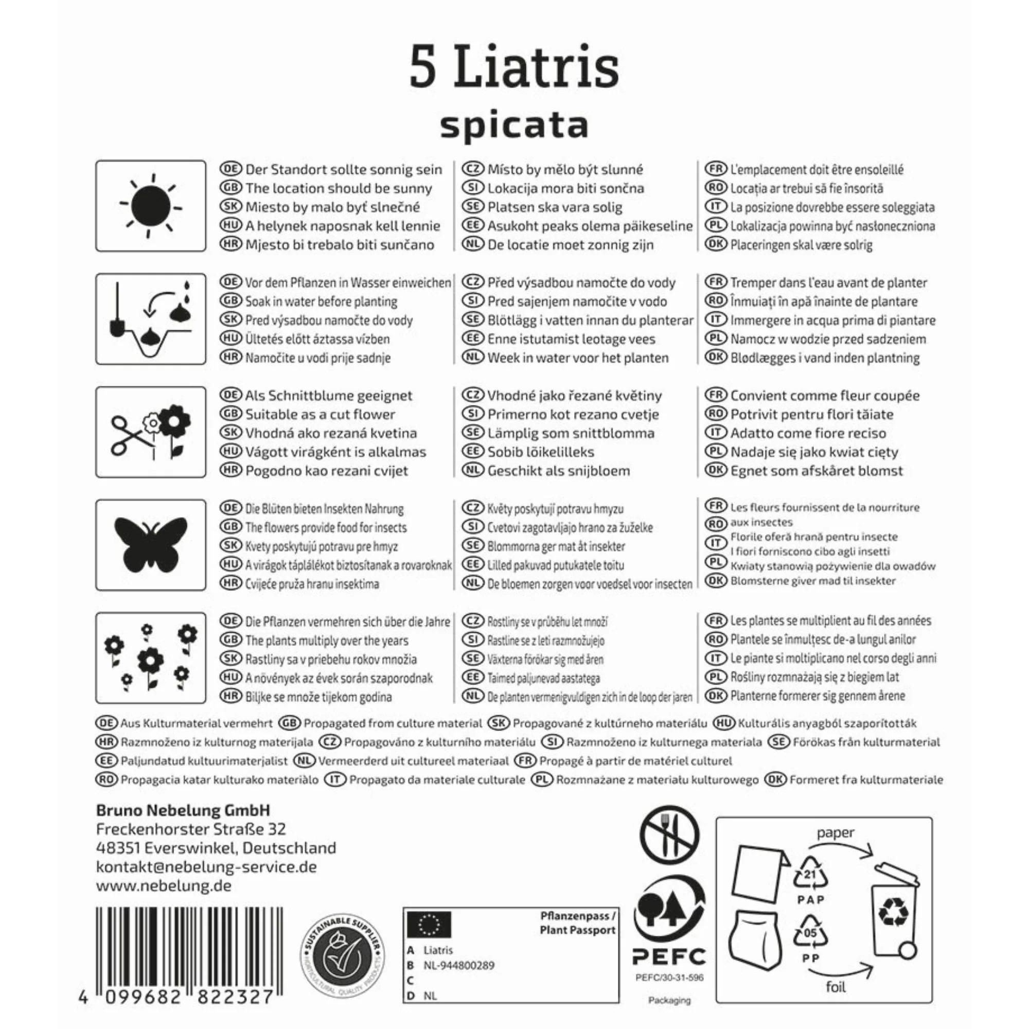 Kiepenkerl Prachtscharte, 5 Zwiebeln - Image 2